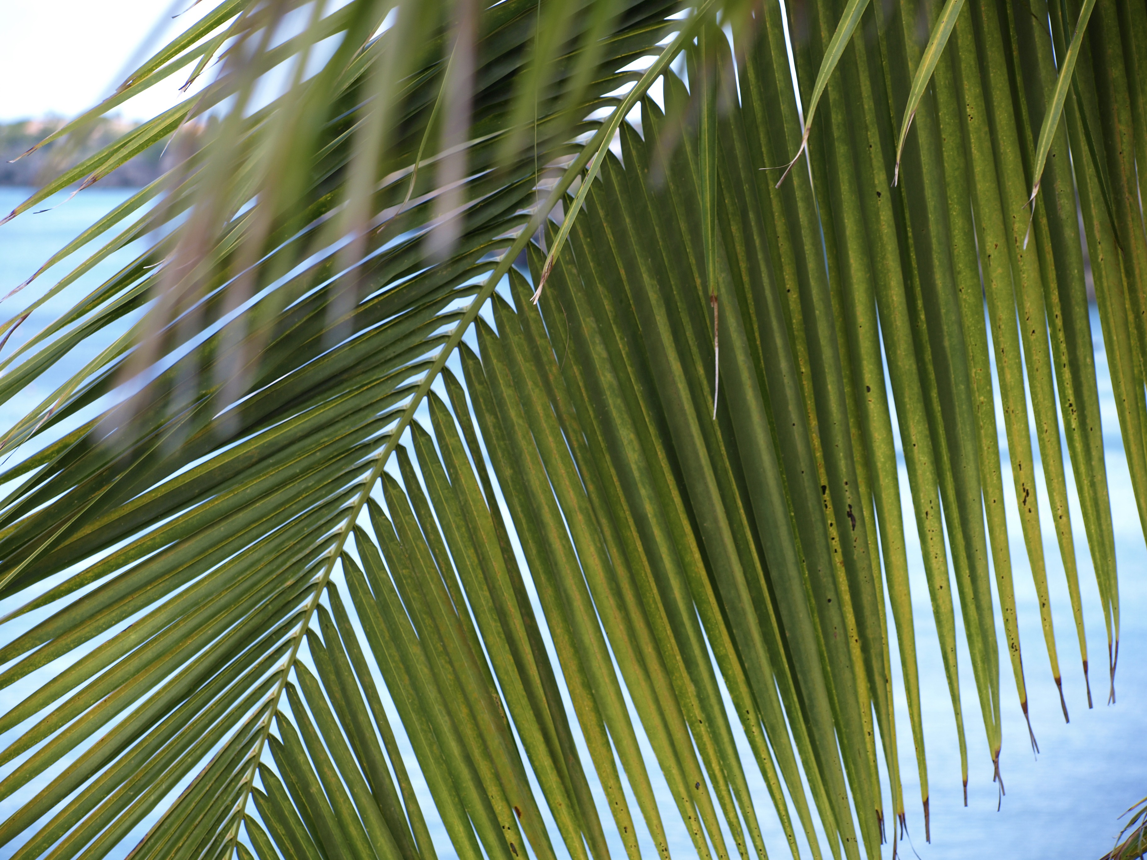palm, coast, no people, palm leaf, focus on foreground, outdoors, bamboo - plant, the, 2K, light green, botany, green color, flora, sea, natural pattern, HD Wallpaper