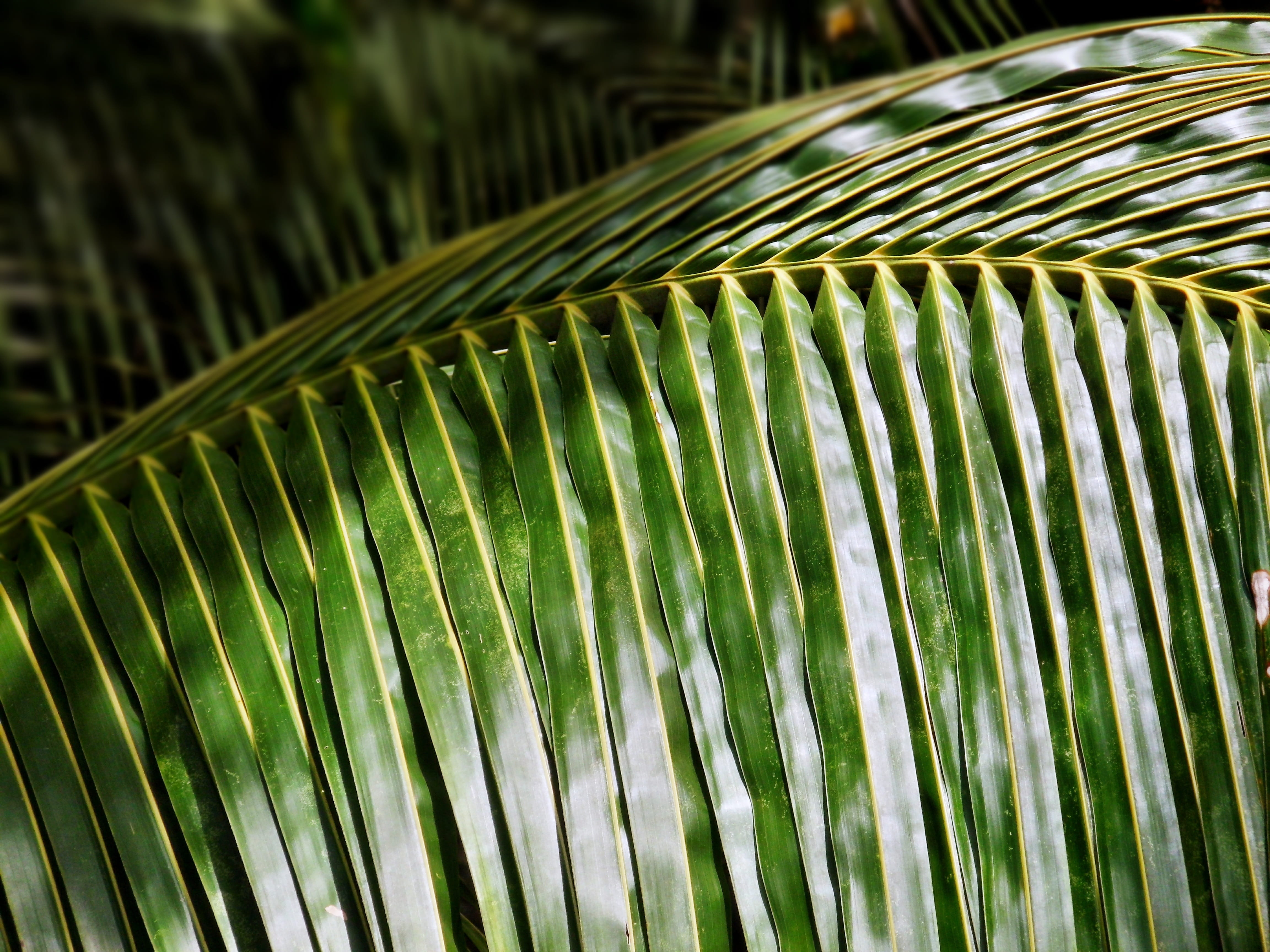 growth, close-up, forest, palm leaf, exotic, focus on foreground, texture, beauty in nature, isolated, palm, branch, natural, vegetation, plant, fresh, HD Wallpaper