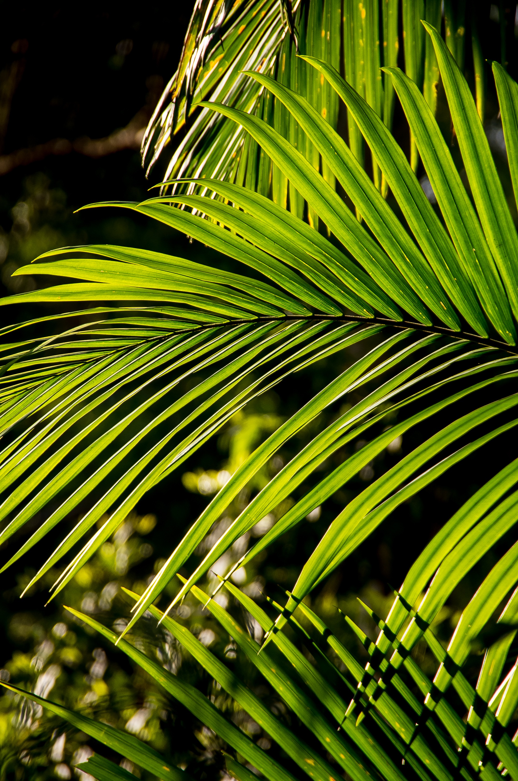 close-up, growth, sub-tropical, tropical climate, tranquility, freshness, palm tree, australia, native, no people, nature, day, rain forest, focus on foreground, Phone HD Wallpaper