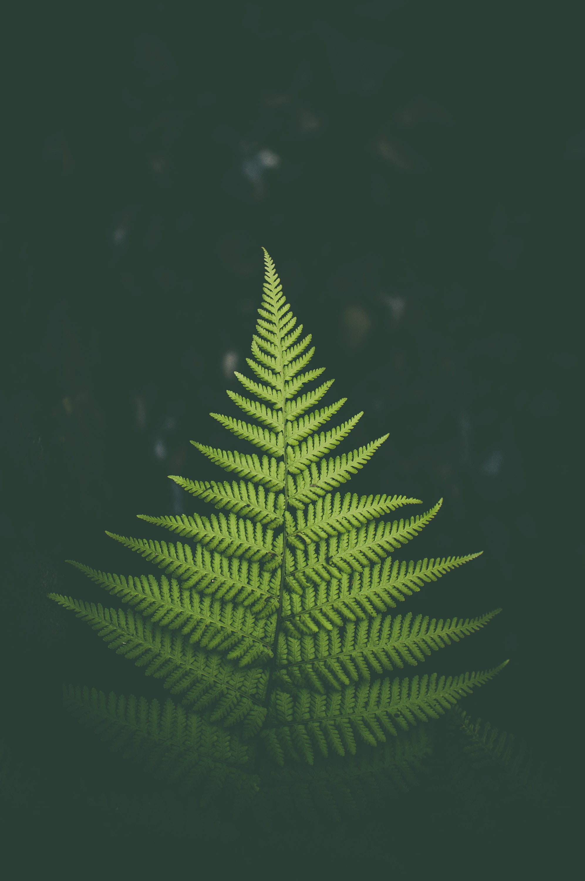 no People, summer, shape, botany, fern, christmas tree, macro, beauty In Nature, plant, bush, branch, abstract, freshness, tree, backgrounds, leafed, christmas, Phone HD Wallpaper