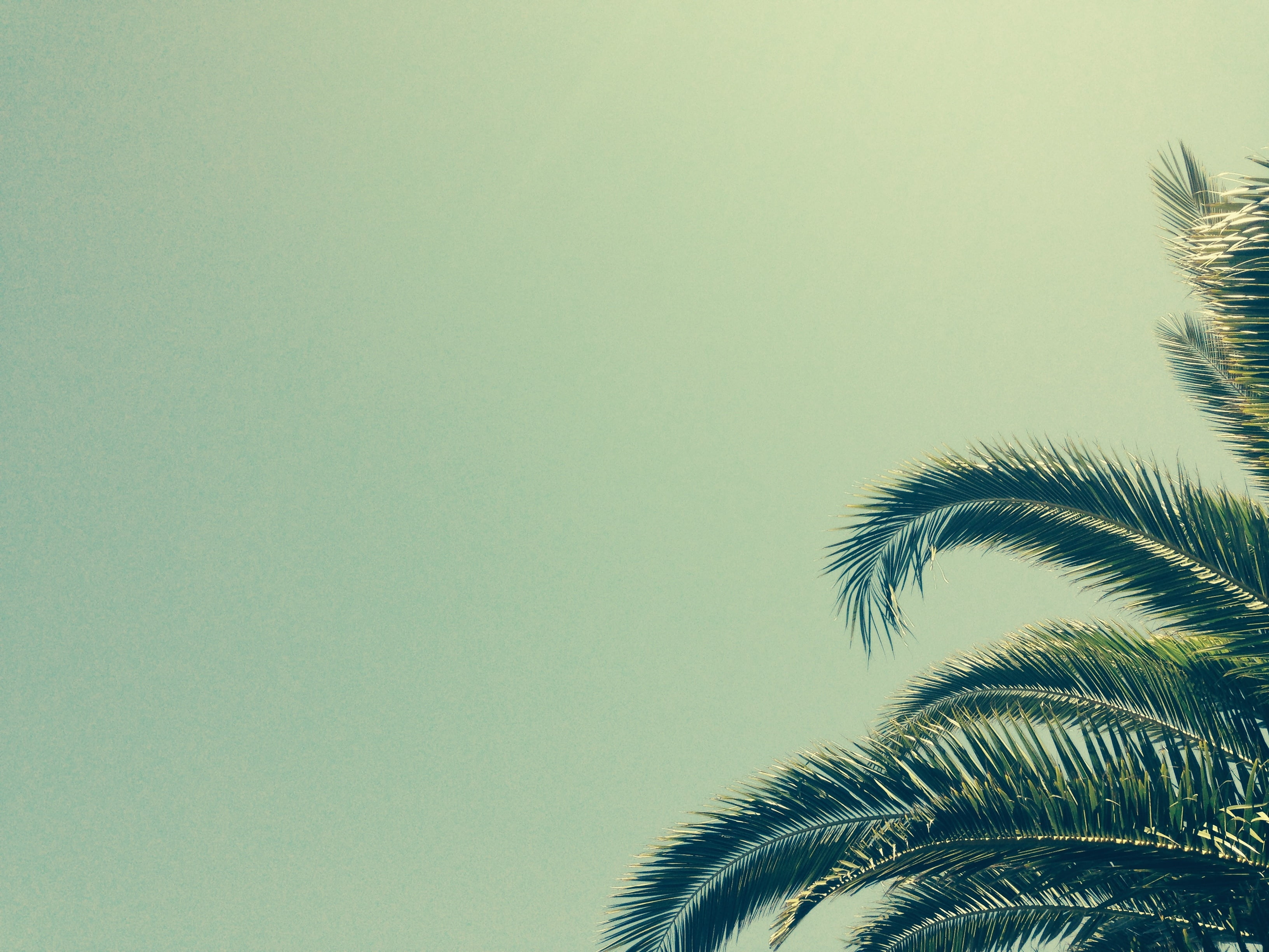 growth, tree, plant part, day, backgrounds, tropics, leaf, summer, frond, green Color, tourist Resort, clear sky, beauty In Nature, travel Destinations, HD Wallpaper