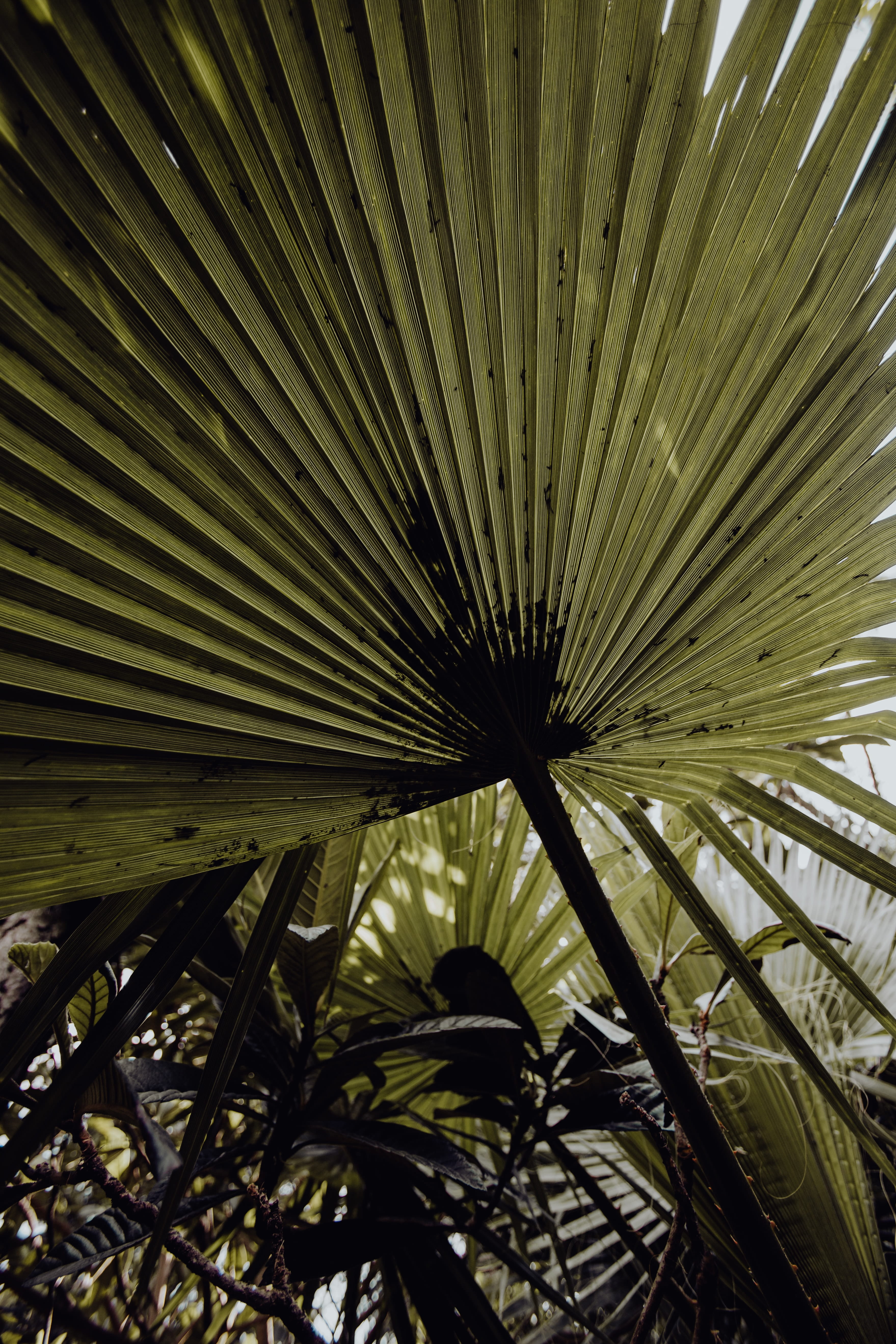 belem, tropical climate, palm leaf, botany, plant part, garden, exotic, Europe, day, outdoors, frond, plant, tropical, beauty in nature, palms, nature, Phone HD Wallpaper