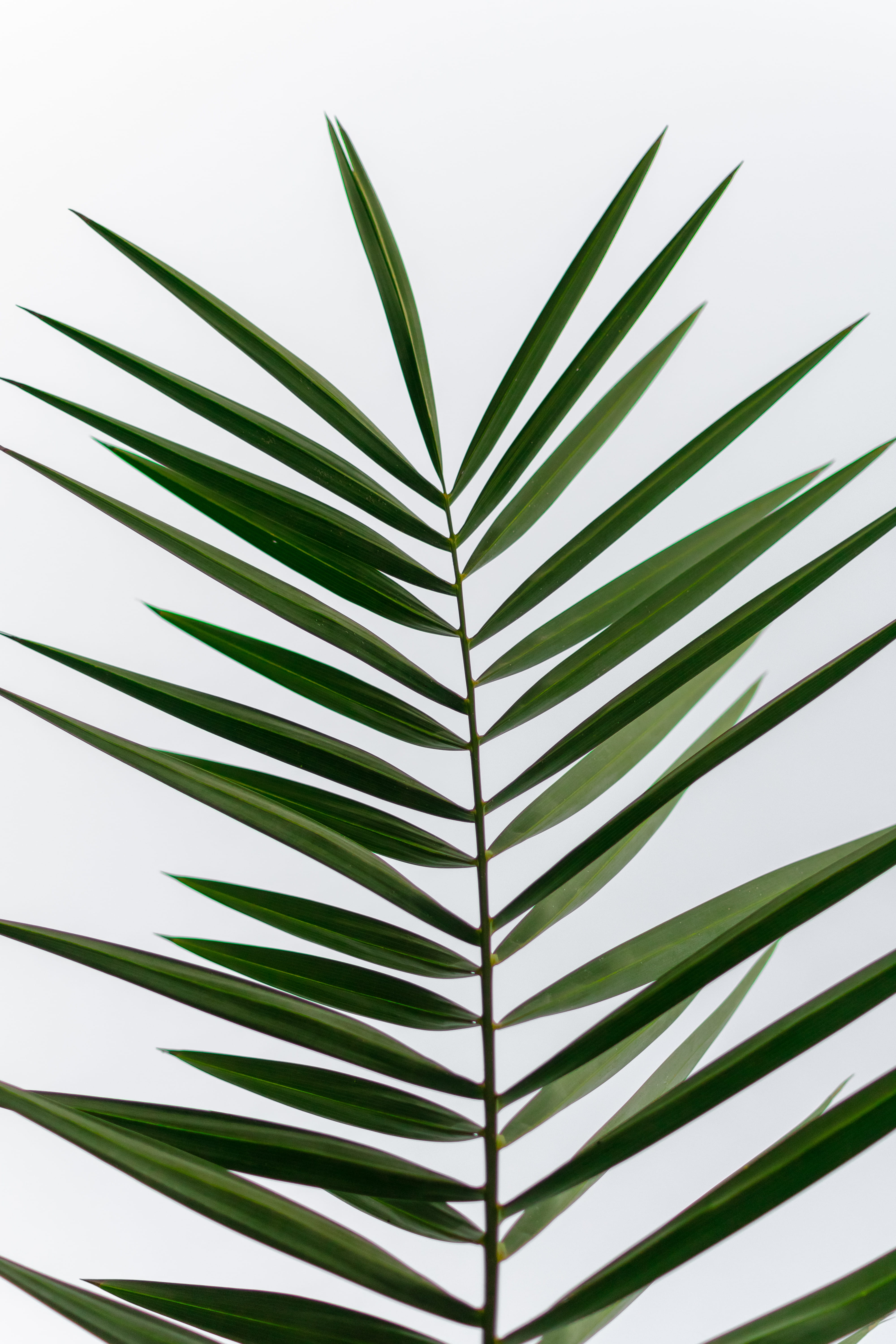 beauty in nature, tree, plant, tropical climate, no people, outdoors, palm tree, nature, day, green, close-up, frond, 5K, leaf, palm leaf, pattern, plant part, Phone HD Wallpaper