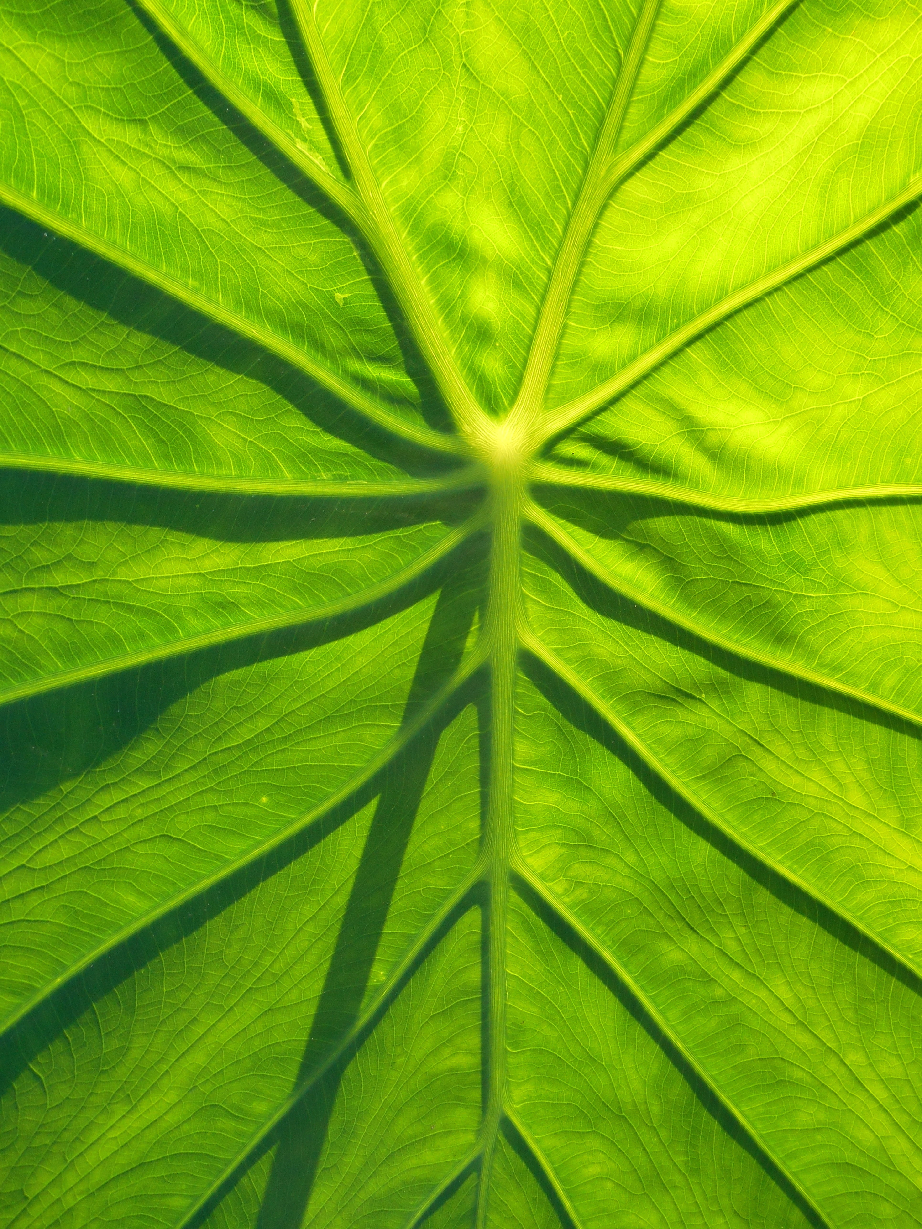 leaf vein, plant, growth, backgrounds, close-up, environment, full frame, beauty in nature, natural pattern, leaf vegetables, textured effect, pattern, Phone HD Wallpaper