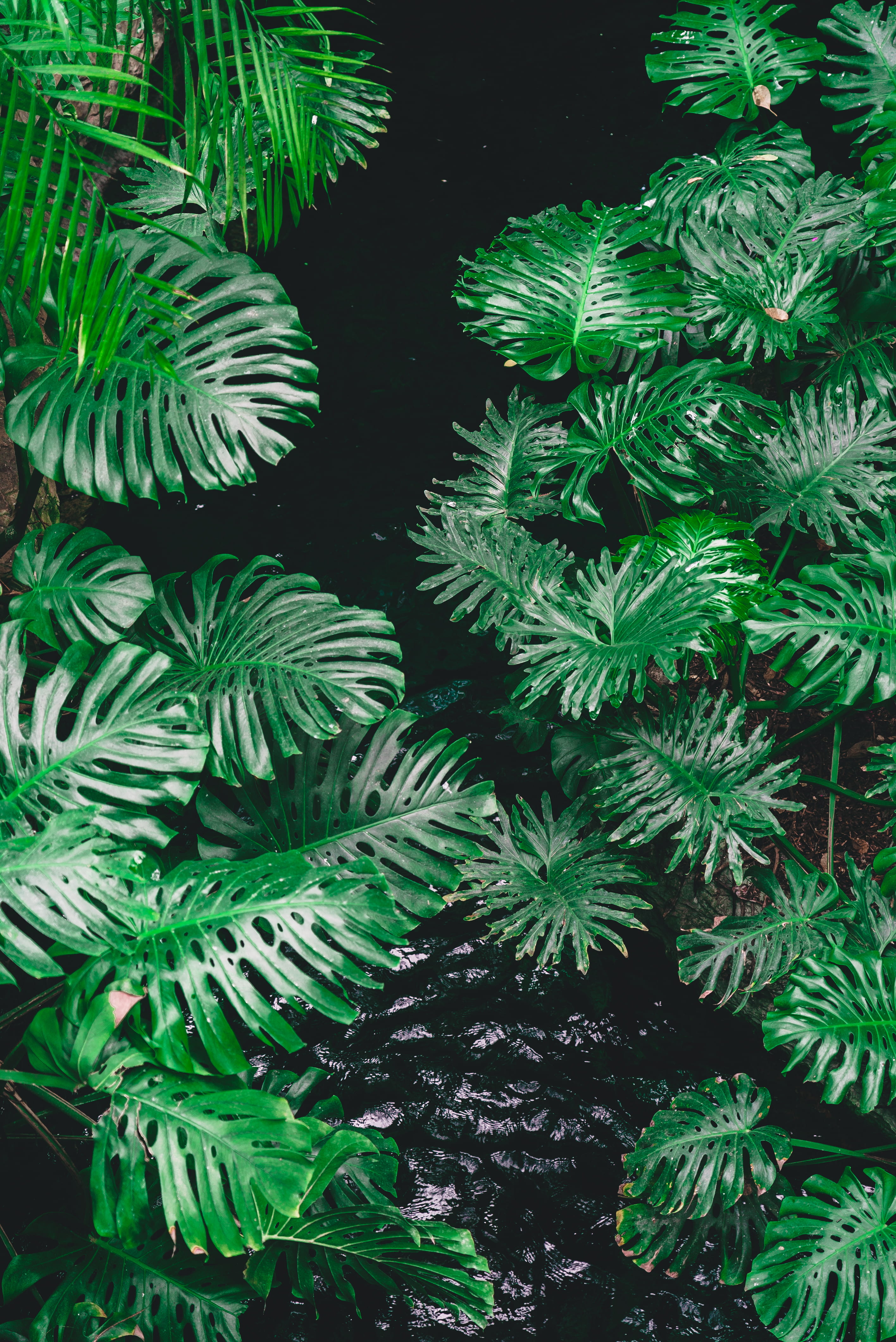 green, palm leaf, outdoors, pattern, background, exotic, frond, water, surrounded, iphone background, dark, tranquility, close, lush, tree, rain forest, Phone HD Wallpaper