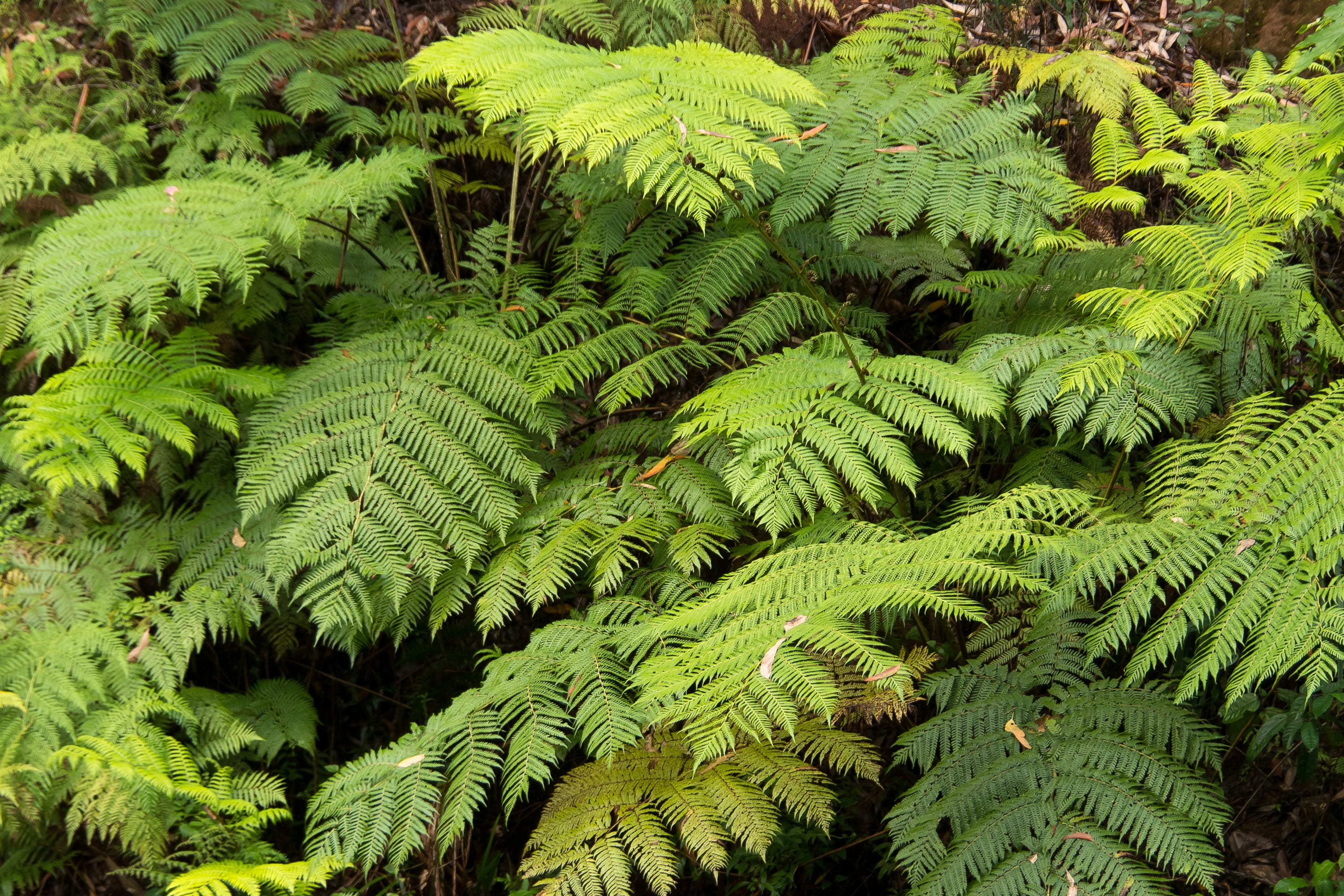 plant part, leaf, backgrounds, beauty in nature, fronds, tranquility, fern, botany, day, ferns, sub-tropical, queensland, australia, plant, nature, green, HD Wallpaper