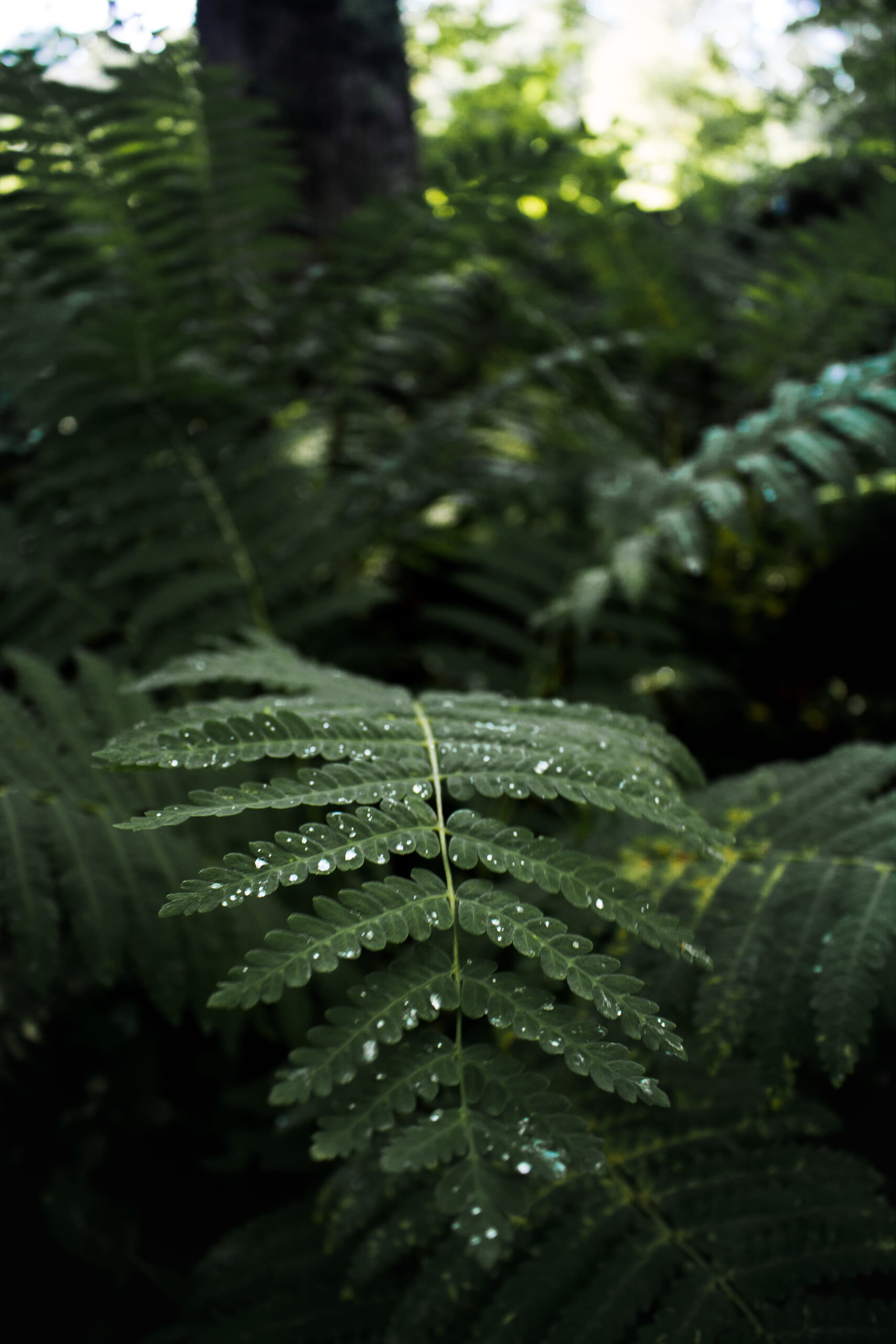 rain, united states, leaf, dew, vermont, green color, wet, water droplet, ferns, dewy leaf, raindrop, 2K, water, no people, selective focus, outdoors, Phone HD Wallpaper
