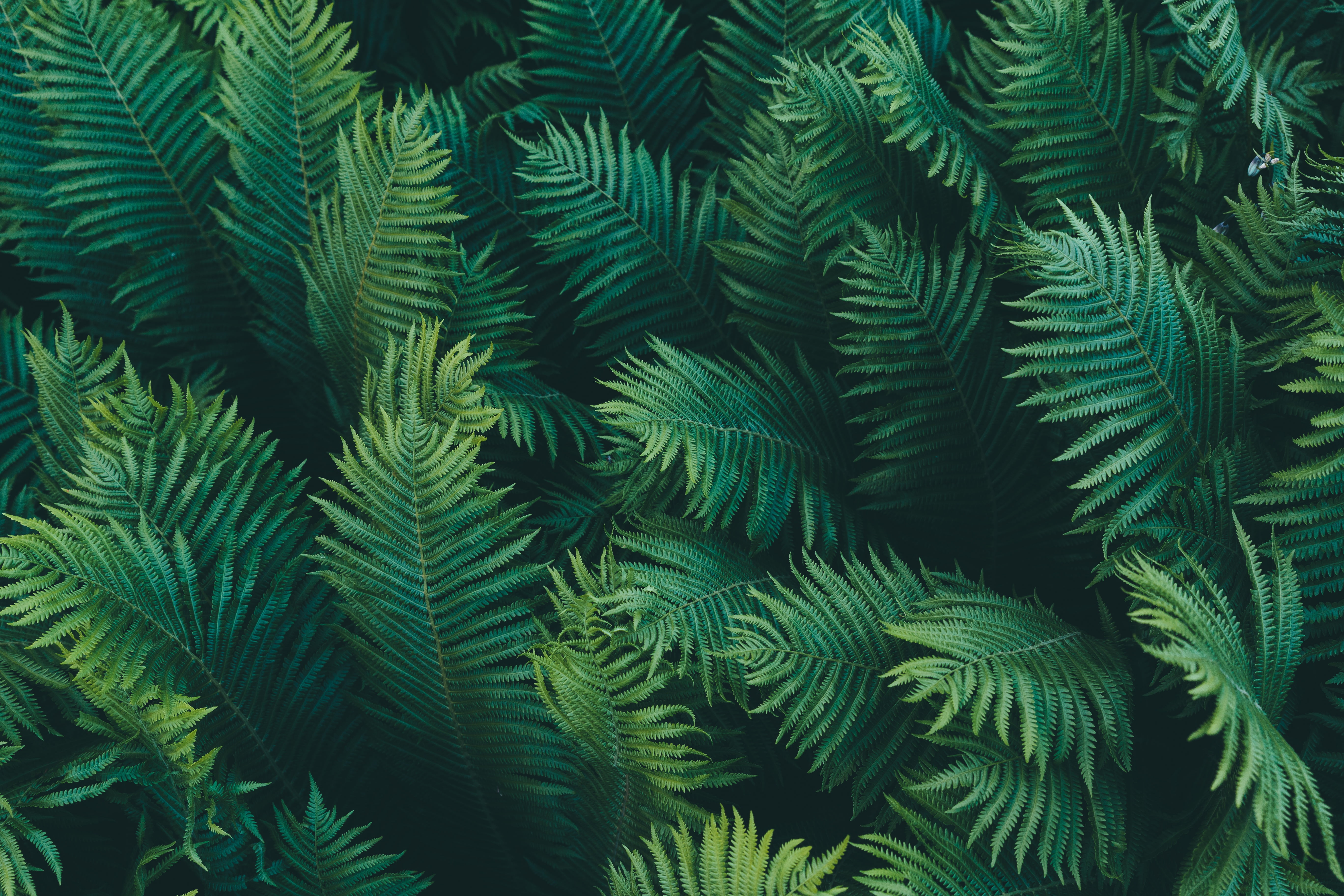 summer, evergreen Tree, frond, outdoors, macro, forest, coniferous tree, freshness, beauty In Nature, botany, backgrounds, fern, green background, plant, HD Wallpaper