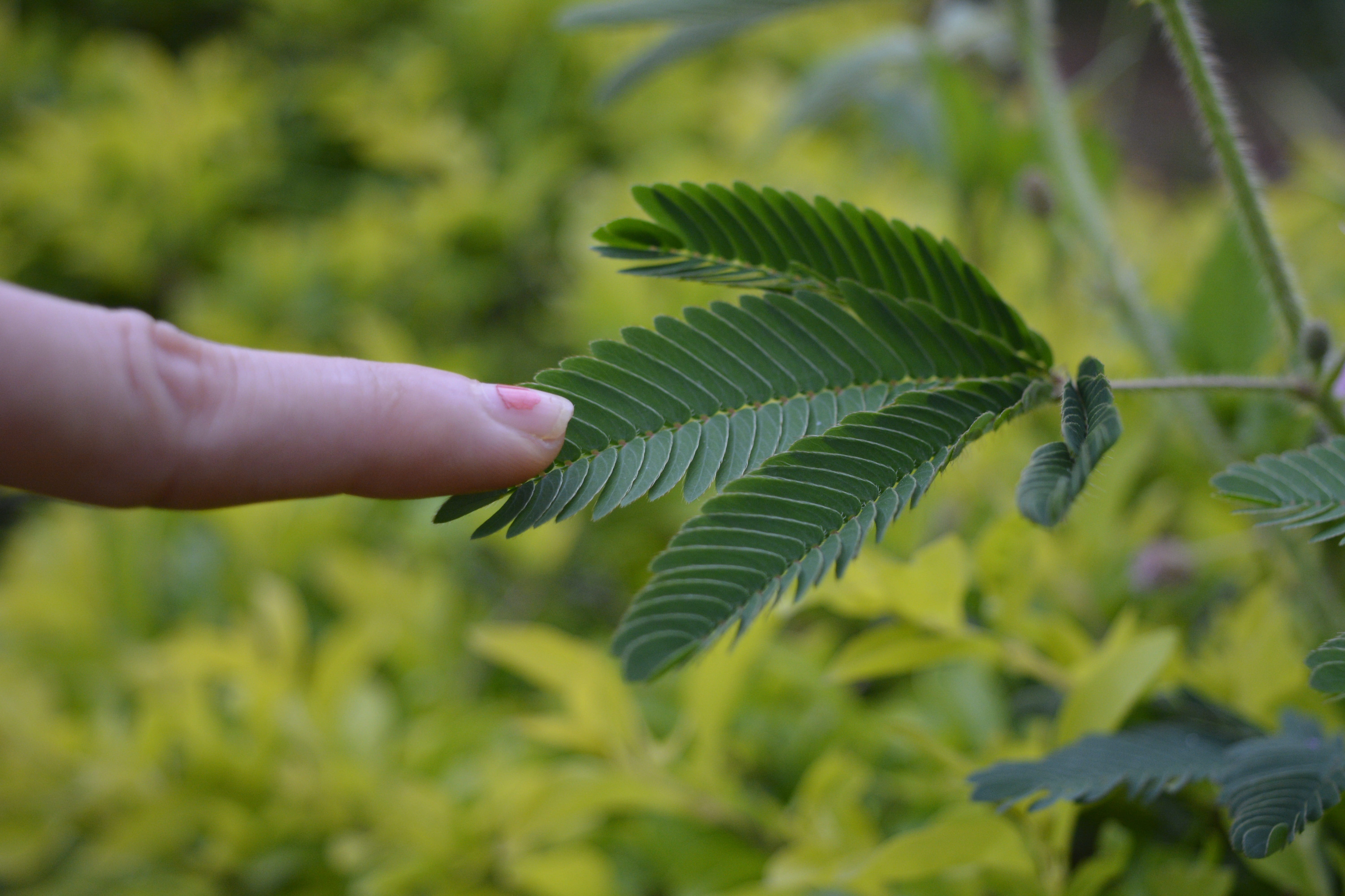5K, plant, mimosa pudica, human limb, close-up, closeup, focus on foreground, summer, green color, shy plant, leaf, human finger, one person, finger, nature, HD Wallpaper