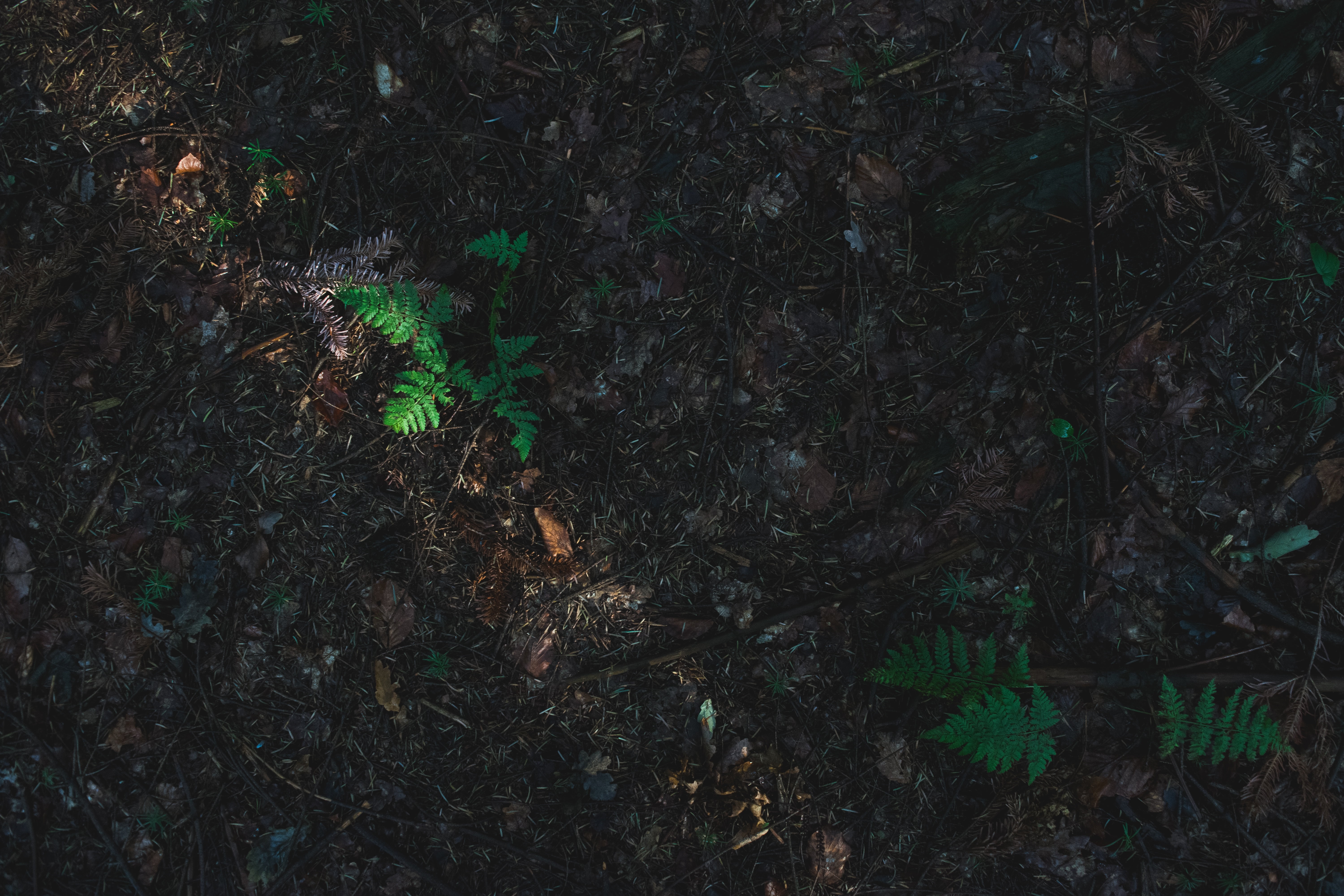 surrounded, leafed, plant part, leaves, night, tranquility, plant, green color, dirt, nature, leaf, ground, view, dried, forest, full frame, green, land, HD Wallpaper