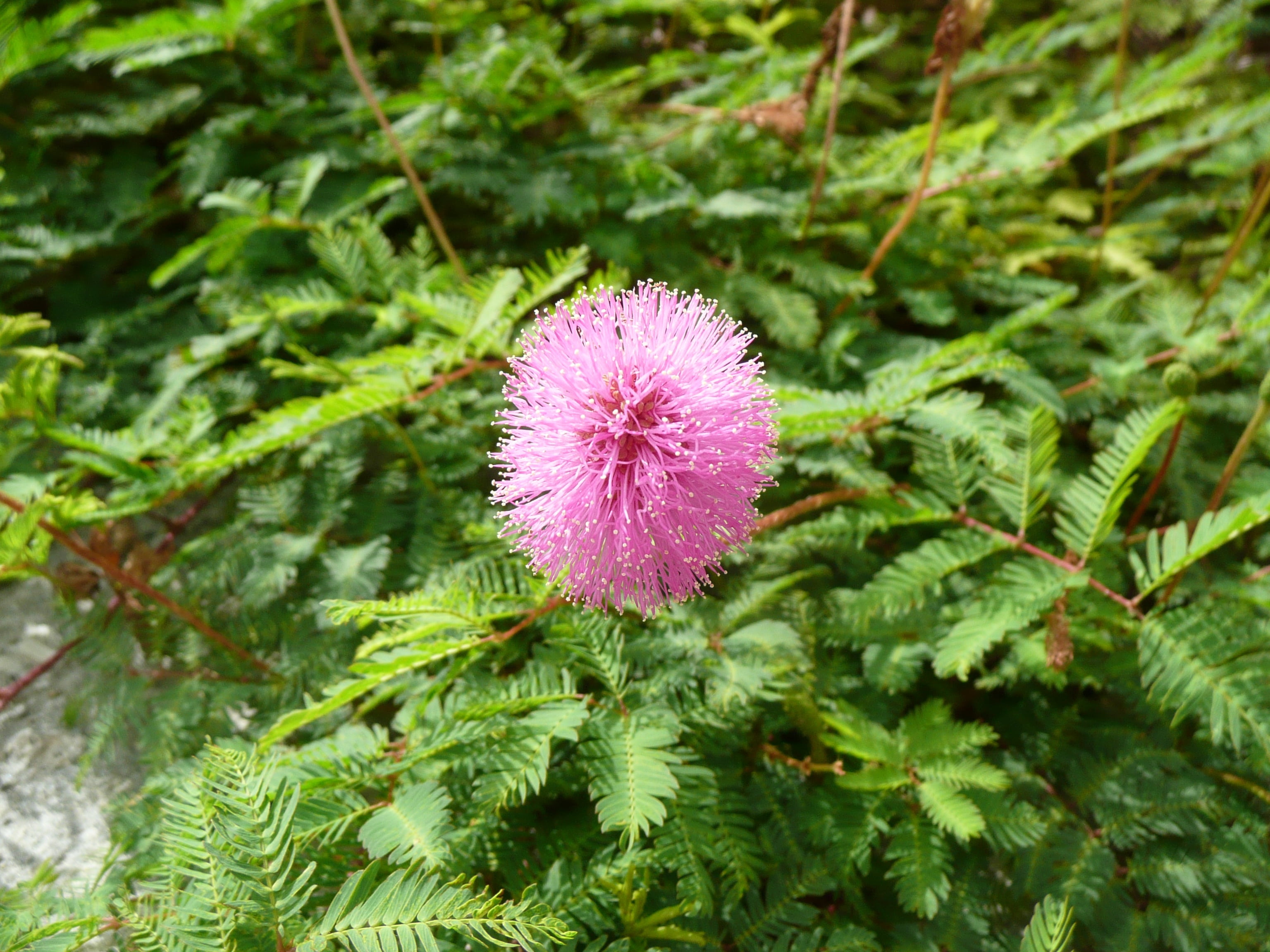 leaf, pink, vine, mimosa pudica, mimosa, annual, outdoor, beauty in nature, plant, fabaceae, bloom, ecology, leaves, vulnerability, green color, fragility, HD Wallpaper