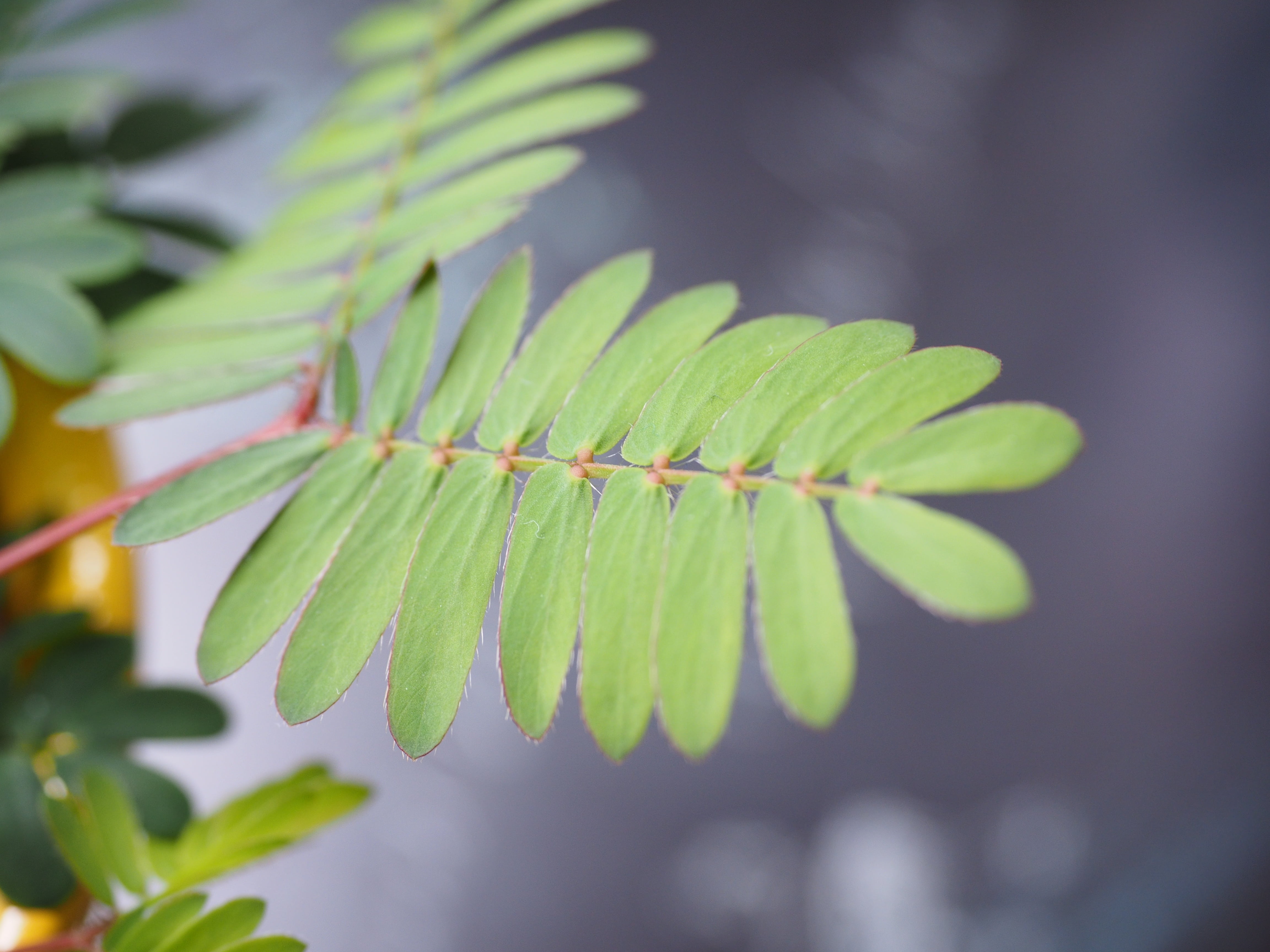 selective focus, beauty in nature, pinnate, nature, bashful sensitive plant, fragility, close-up, plant part, day, leaves, legume, leaf, semi shrub, no people, HD Wallpaper