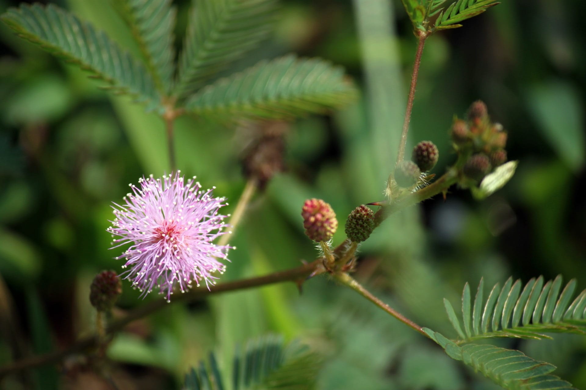 plant stem, focus on foreground, close-up, herb, mimosa pudica flower leaves, purple, blossom, flower, growth, wildflower, natural, flower head, botanical, HD Wallpaper