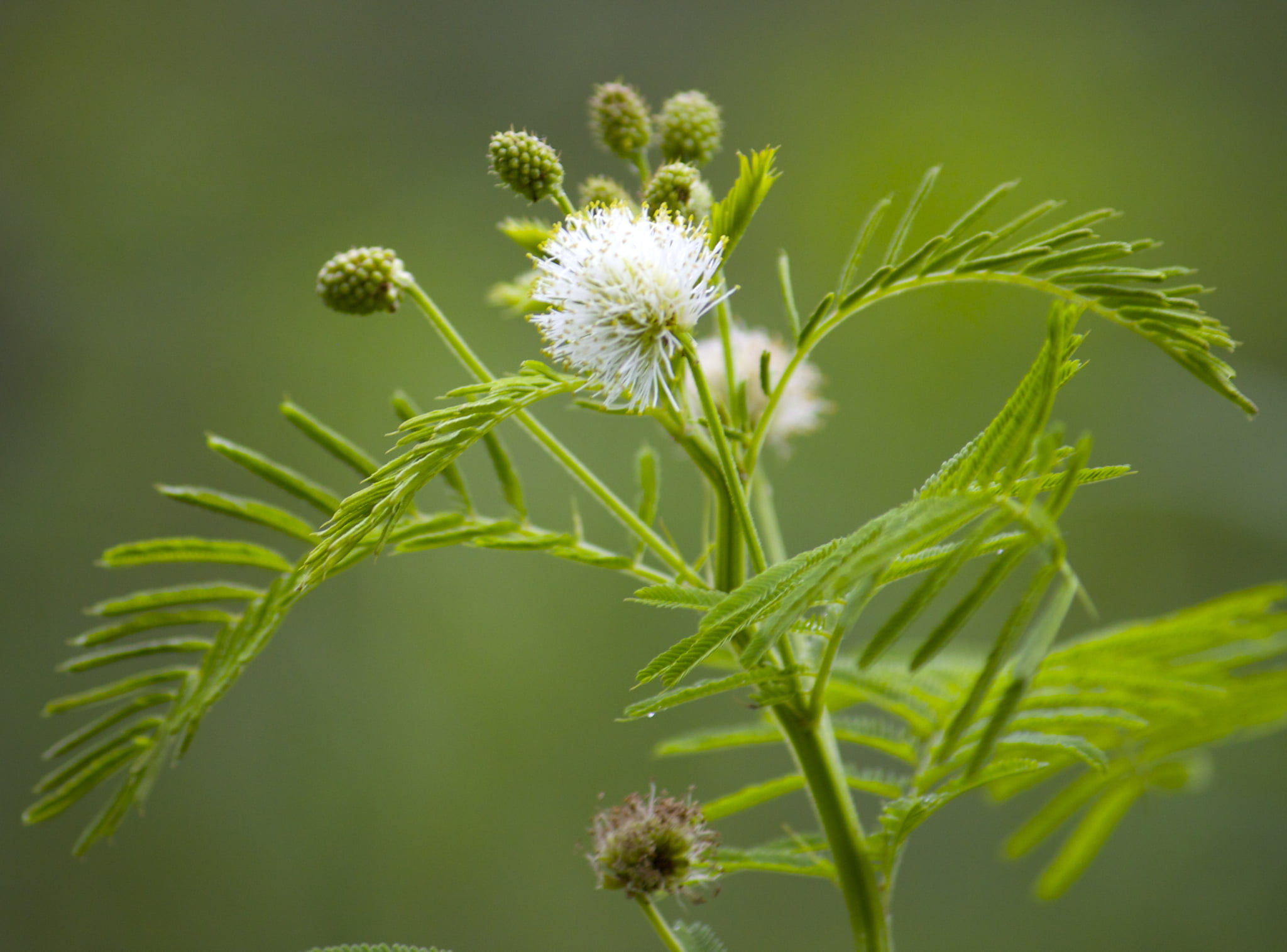 photography, selective focus, summer, wildflower, white, monotone, nature, seeds, plant, green Color, Mimosa, close-up, selective, dof, 1080P, leaf, flower, HD Wallpaper