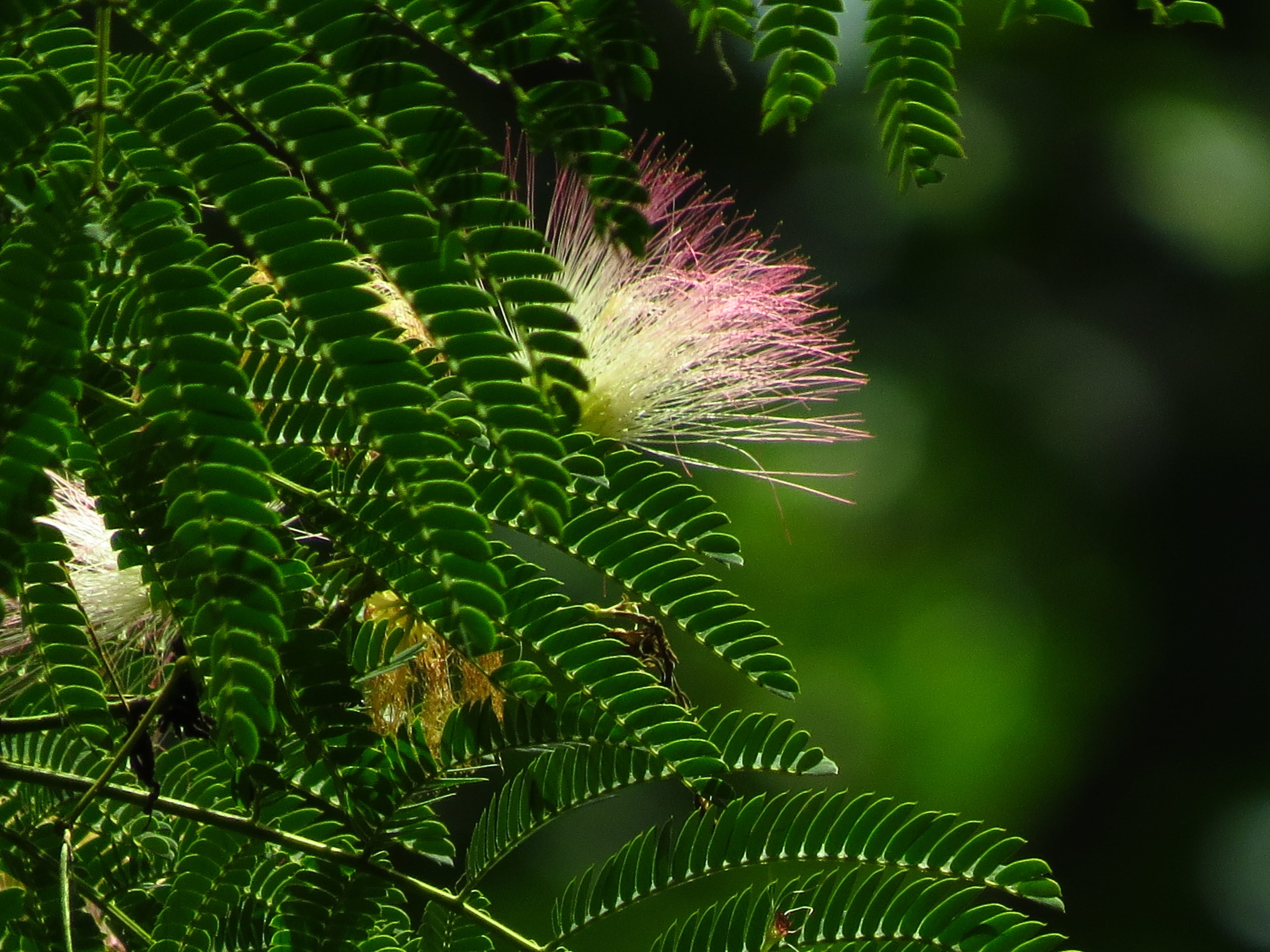close-up, beauty in nature, growth, nature, Plant, Blossom, Tree, spiky, freshness, selective focus, sunlight, plant part, flower, fragility, Pink, vulnerability, HD Wallpaper