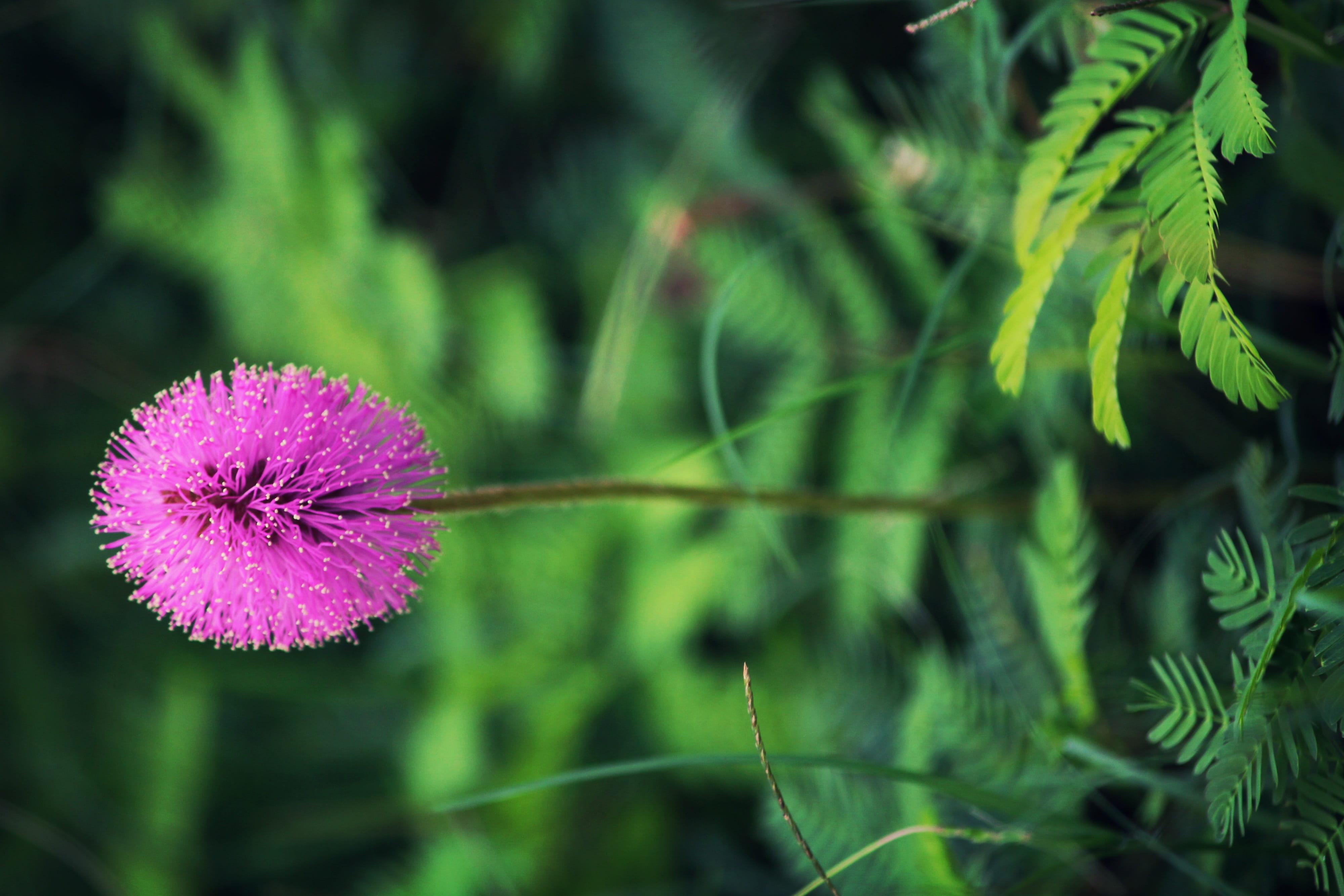 growth, flowering plant, fragility, outdoors, plant stem, shameplant, flower head, blossom, mimosa, plant, blooming, garden, springtime, beauty in nature, HD Wallpaper