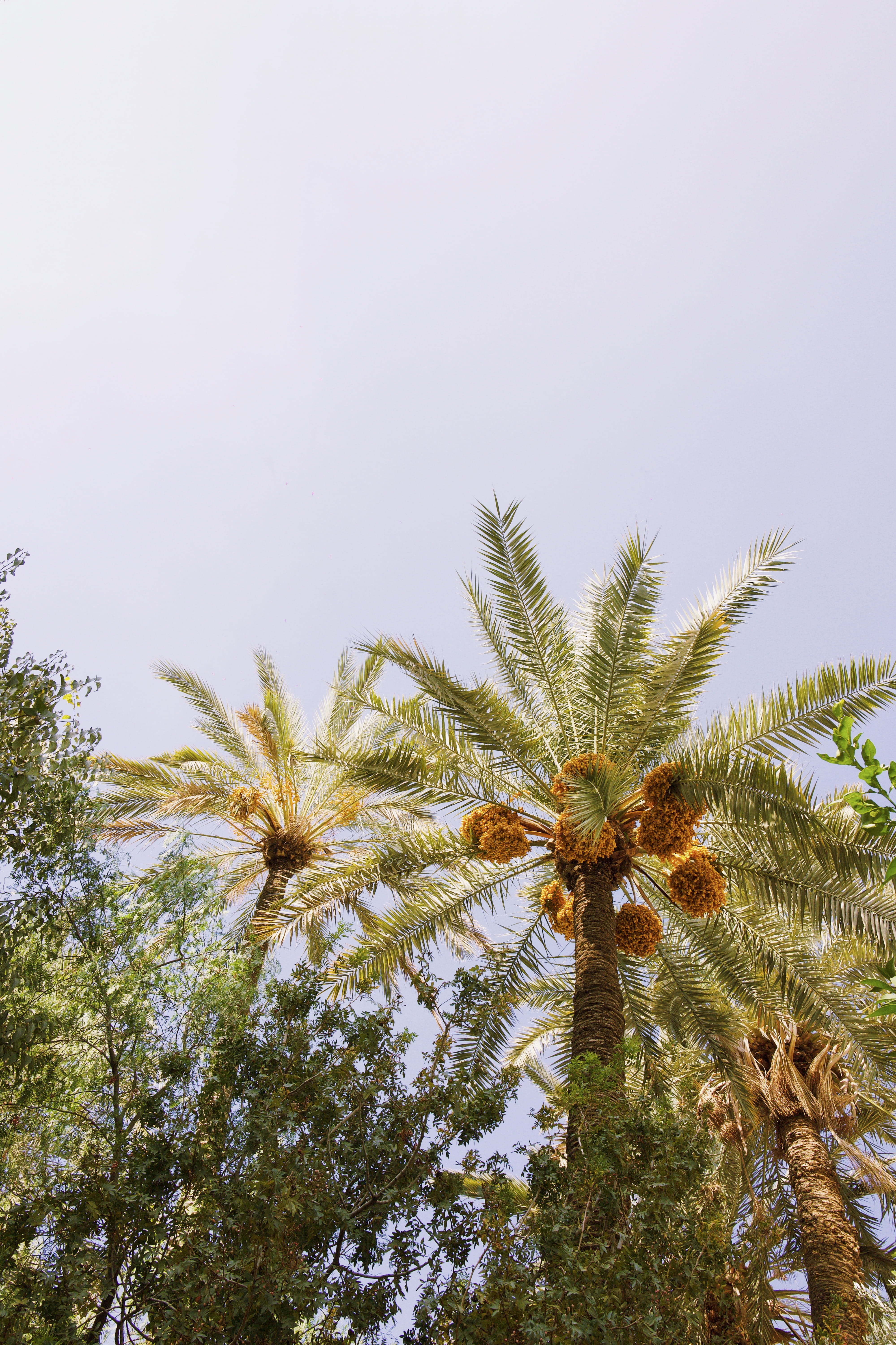 outdoors, tropical climate, fern, flower, sky, green, fruit, grapes, tropical, food, coconut palm tree, mimosa, no people, conifer, sphere, date palm tree, Phone HD Wallpaper