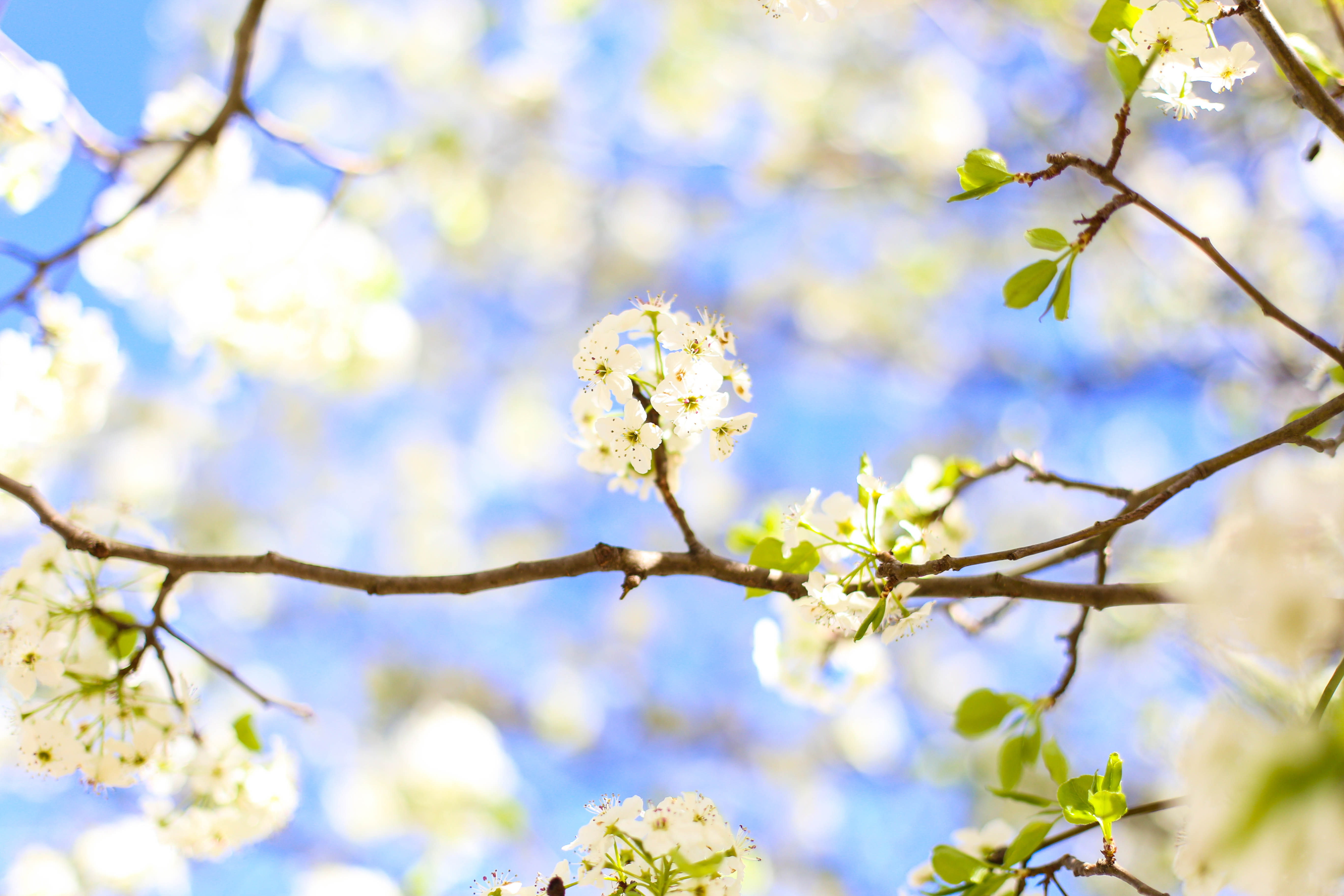 spring, outdoors, insect, flower head, bumblebee, bee, invertebrate, plant, focus on foreground, growth, tree, sprout, no people, vulnerability, cherry tree, HD Wallpaper