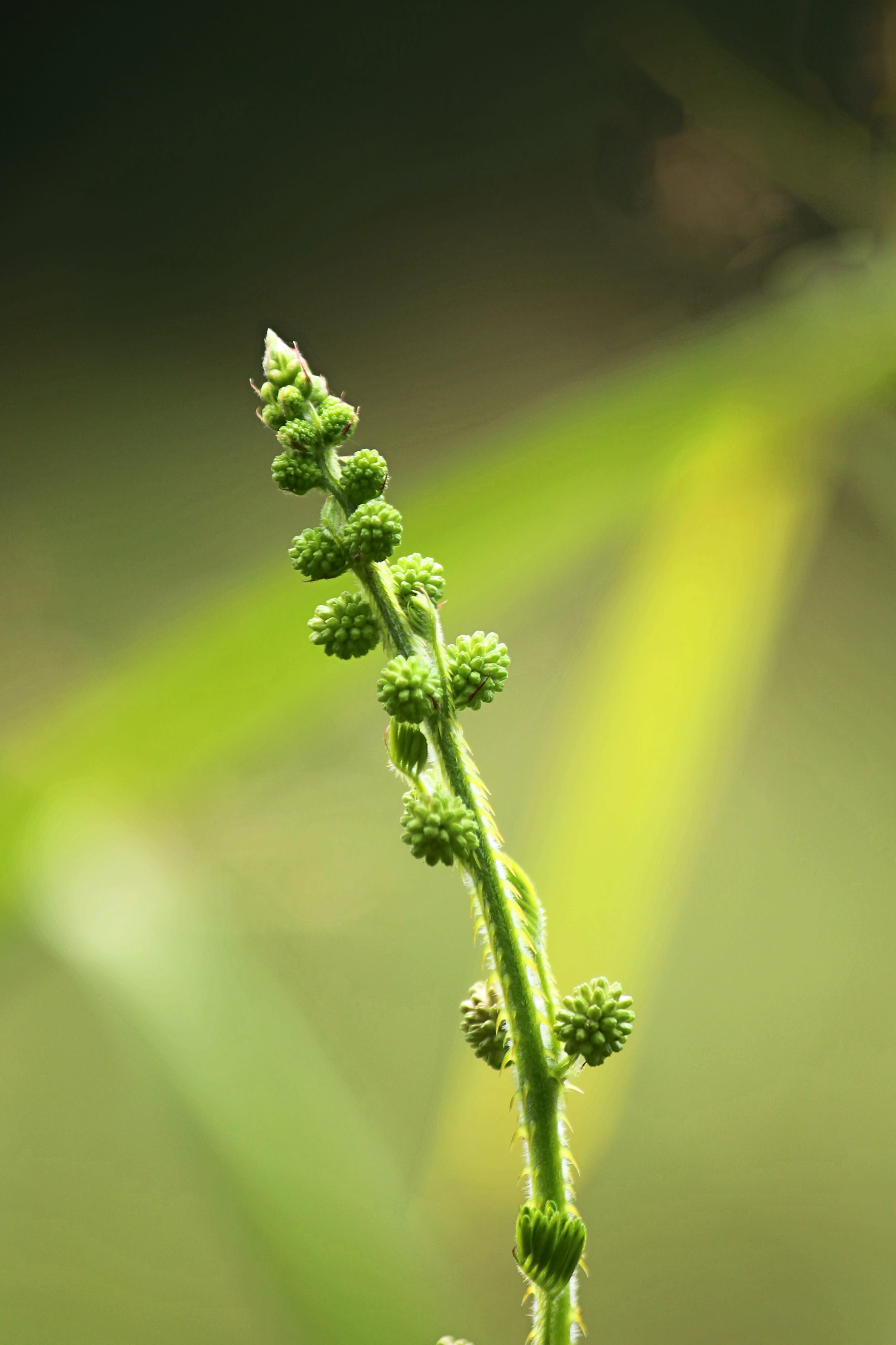 outdoors, fragility, freshness, day, blossom, growth, no people, mimosa, flower, green color, close-up, shy, tranquility, growing, nature, bloom, dormilones, Phone HD Wallpaper