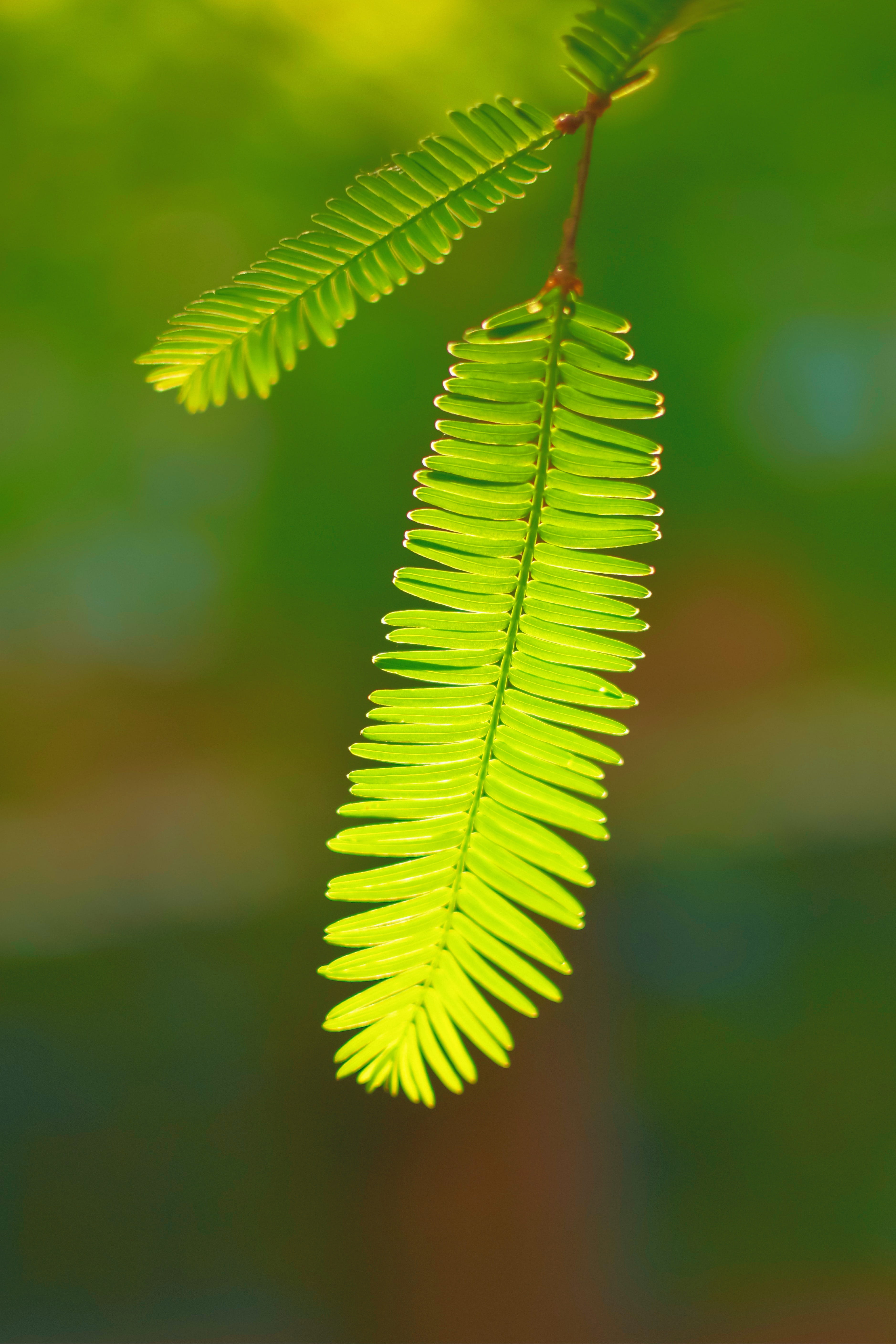grass, fern, sprout, 5K, kiwi bird, focus on foreground, tranquility, no people, green, fragility, day, flower, plant part, outdoors, leaf, leaves, green color, Phone HD Wallpaper