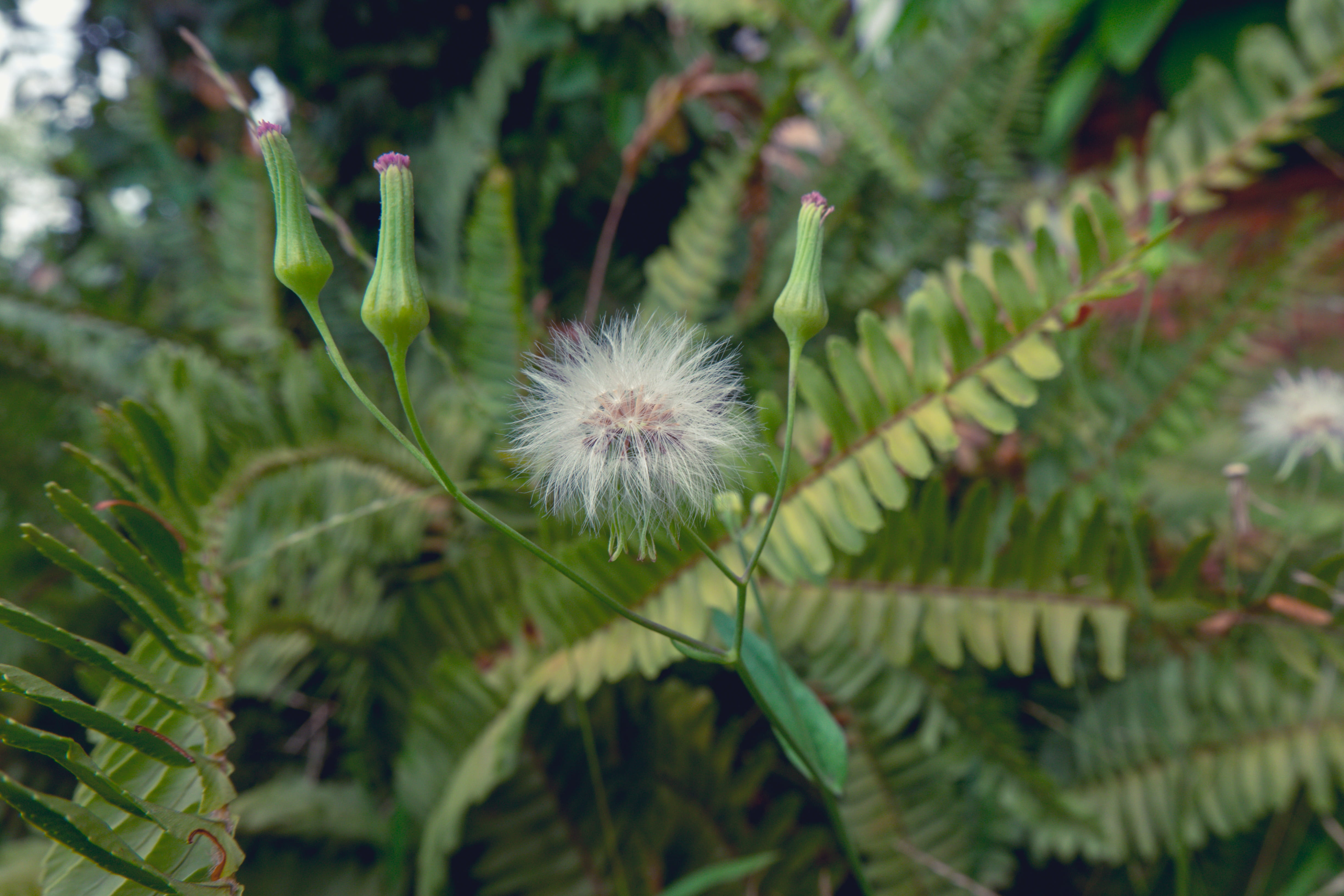 pottery, orchid, geranium, fragility, pollen, dandelion, plant part, acanthaceae, growth, blossom, green color, vegetation, inflorescence, 4K, leaf, focus on foreground, HD Wallpaper