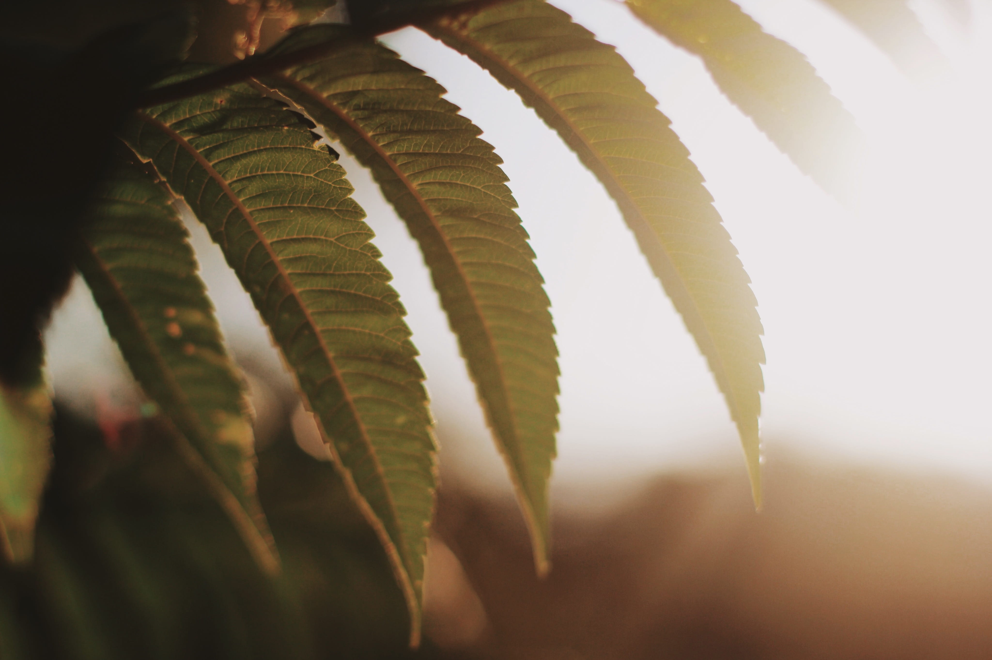 blossom, algae, selective focus, tranquility, natural pattern, no people, day, pollen, mimosa, leaf, twig, growth, close-up, veins, beauty in nature, lens cap, HD Wallpaper
