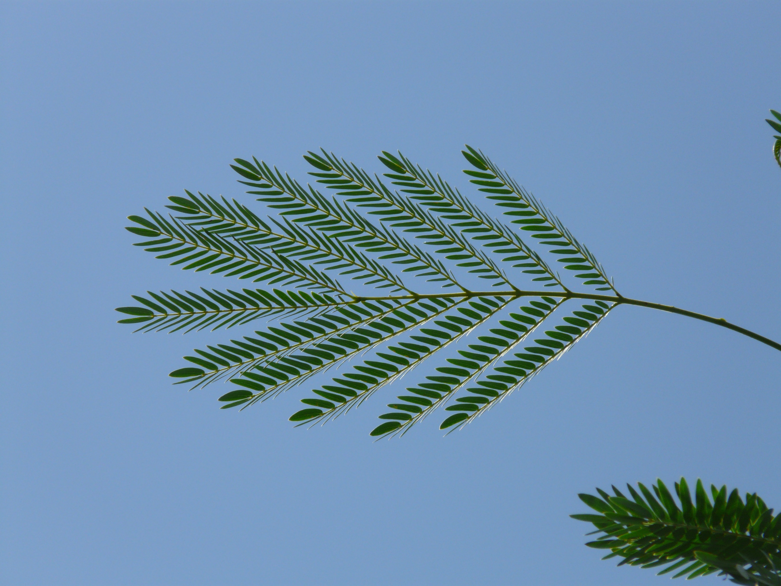 branch, clear sky, copy space, sunlight, 2K, nature, hawthorn, green, outdoors, blue, close-up, sweet thorn, plant, tender, growth, day, palm leaf, plant part, HD Wallpaper