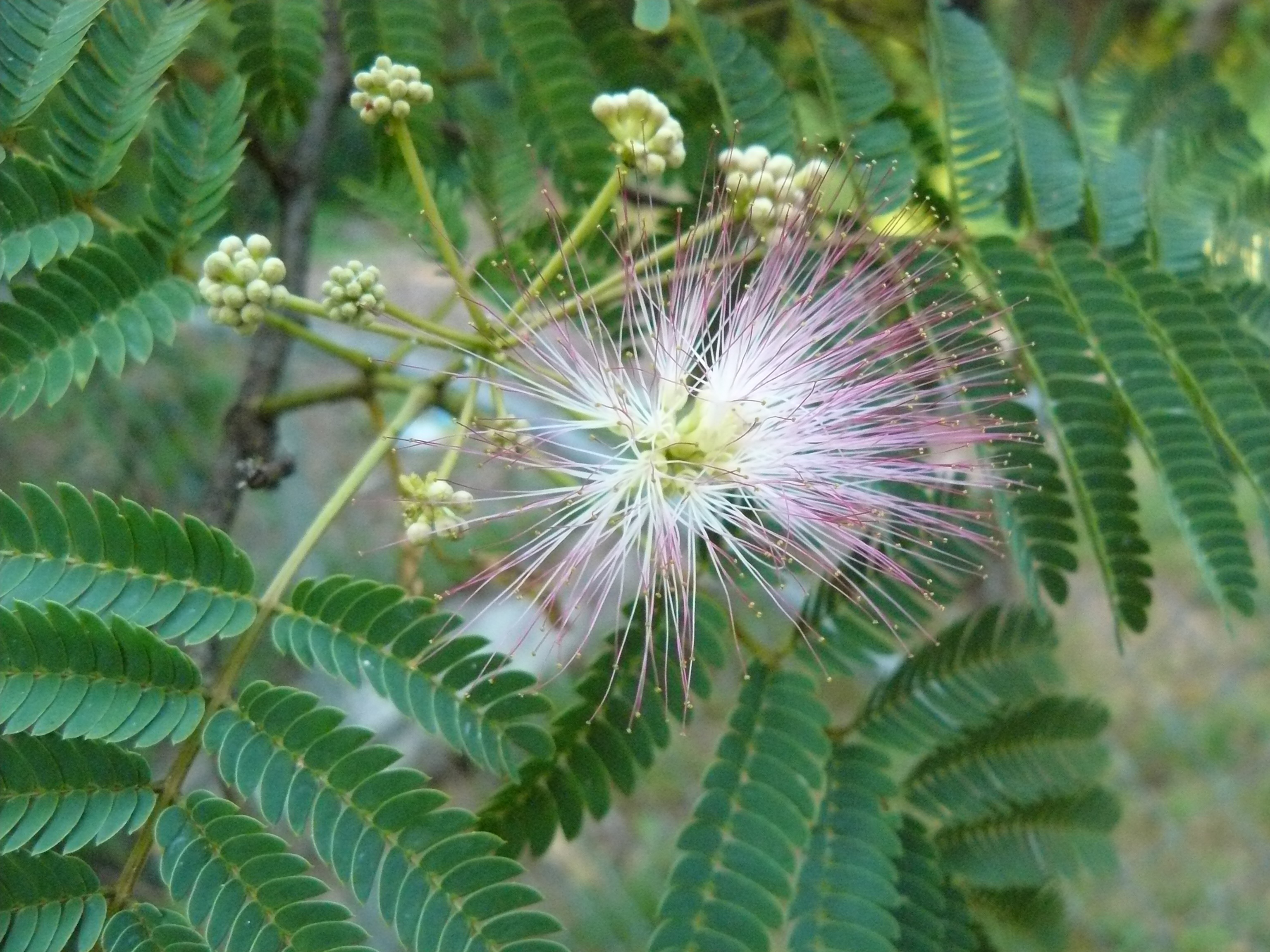 freshness, close-up, tree, inflorescence, leaf, day, no people, vulnerability, nature, beauty, plant, blossom, growth, purple, bright, pollen, green color, HD Wallpaper
