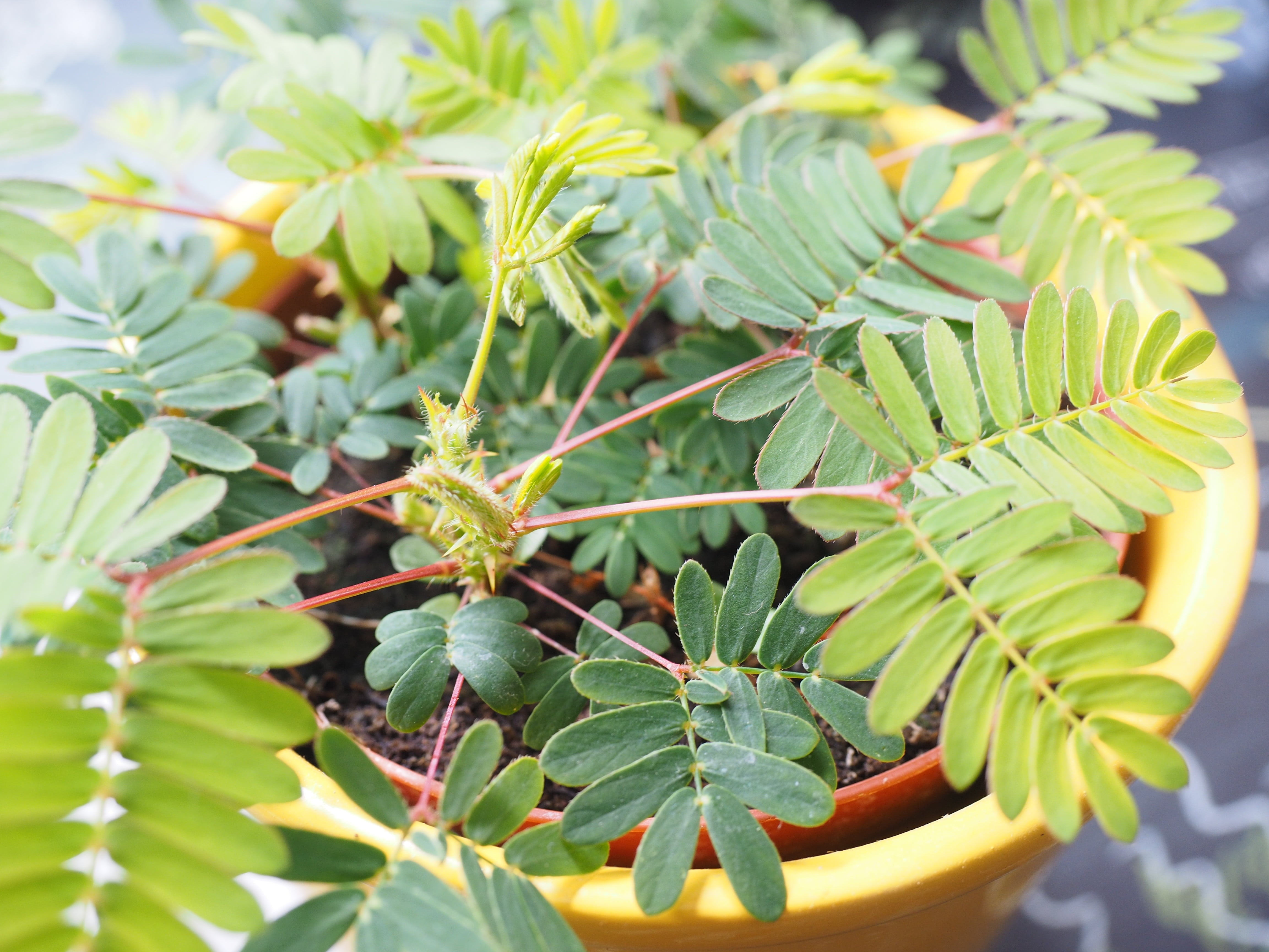 legume in the fabaceae, mimosa plant, fabaceae, 4K, no people, leaves, green, fruit, growth, plant, selective focus, semi shrub, outdoors, day, pinnate, HD Wallpaper