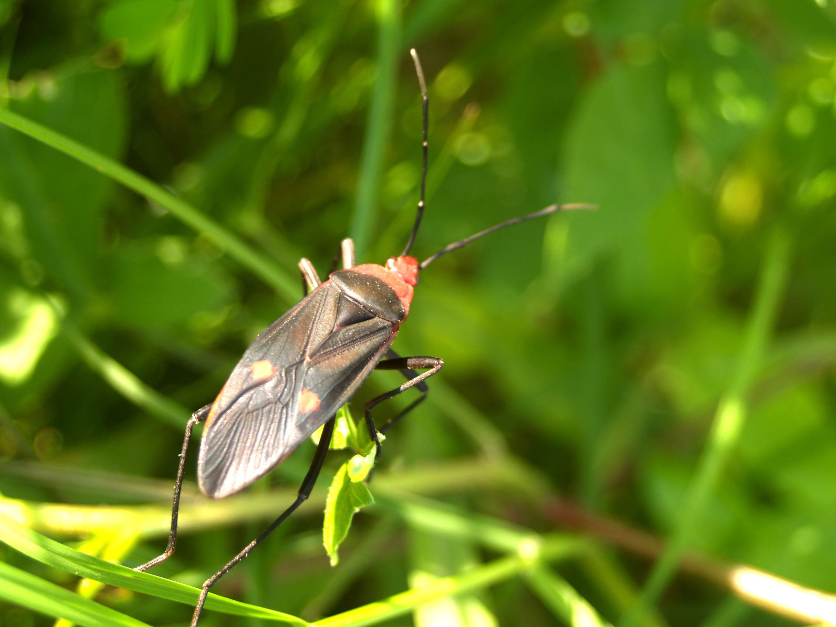 bug, pentatomoidea, focus on foreground, saproxylic, no people, small, one animal, invertebrate, tree, colorful, day, leafs, close-up, 2K, lucanidae, animals in the wild, HD Wallpaper