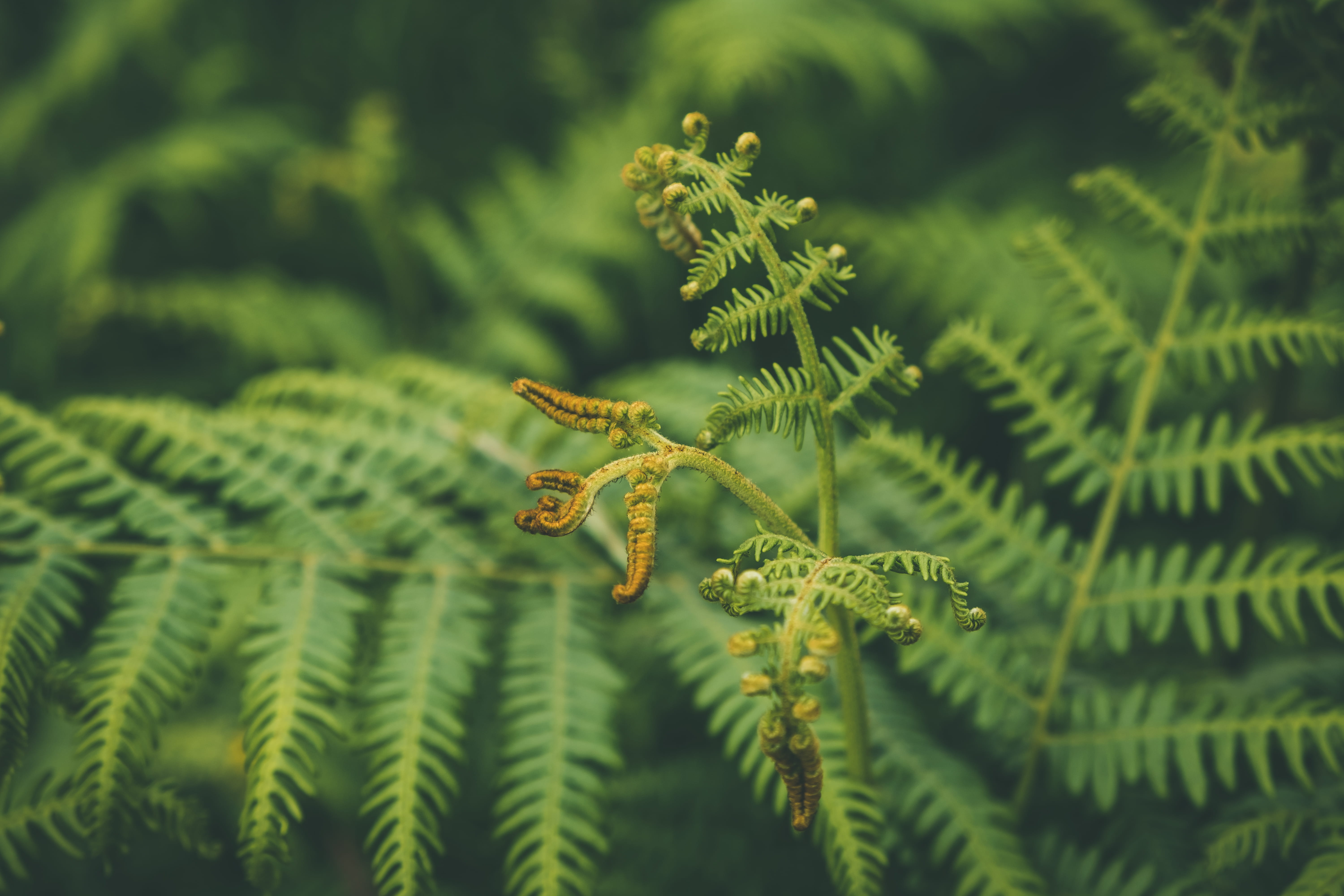 fern, botany, leaf, 5K, coniferous tree, beauty in nature, spruce, conifer, flower, photography, green, nature, pine tree, vulnerability, outdoors, focus, HD Wallpaper