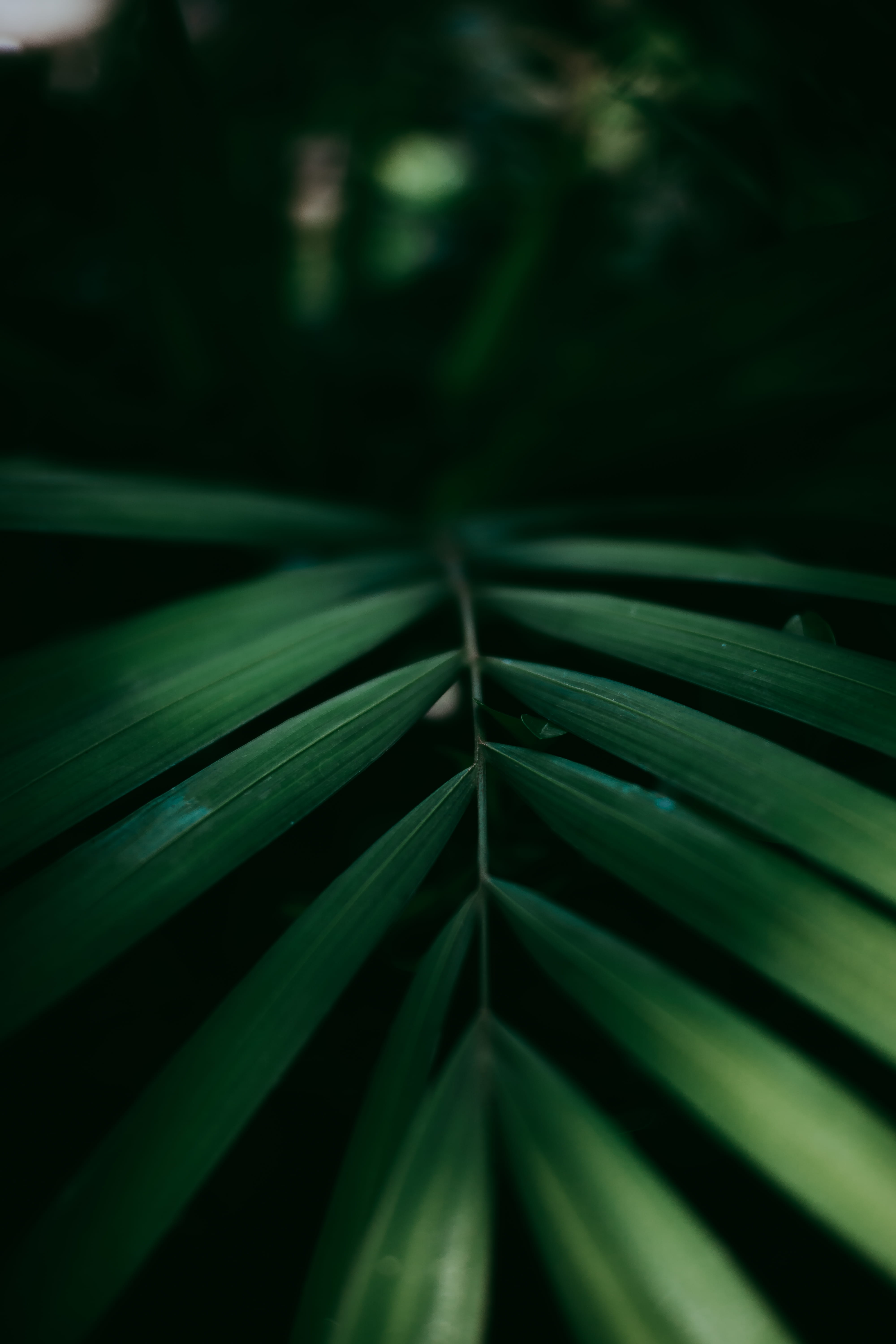 apiaceae, beauty in nature, hemp, day, flower, hair, leaves, no people, green color, green, palm leaf, botany, selective focus, backgrounds, natural pattern, Phone HD Wallpaper