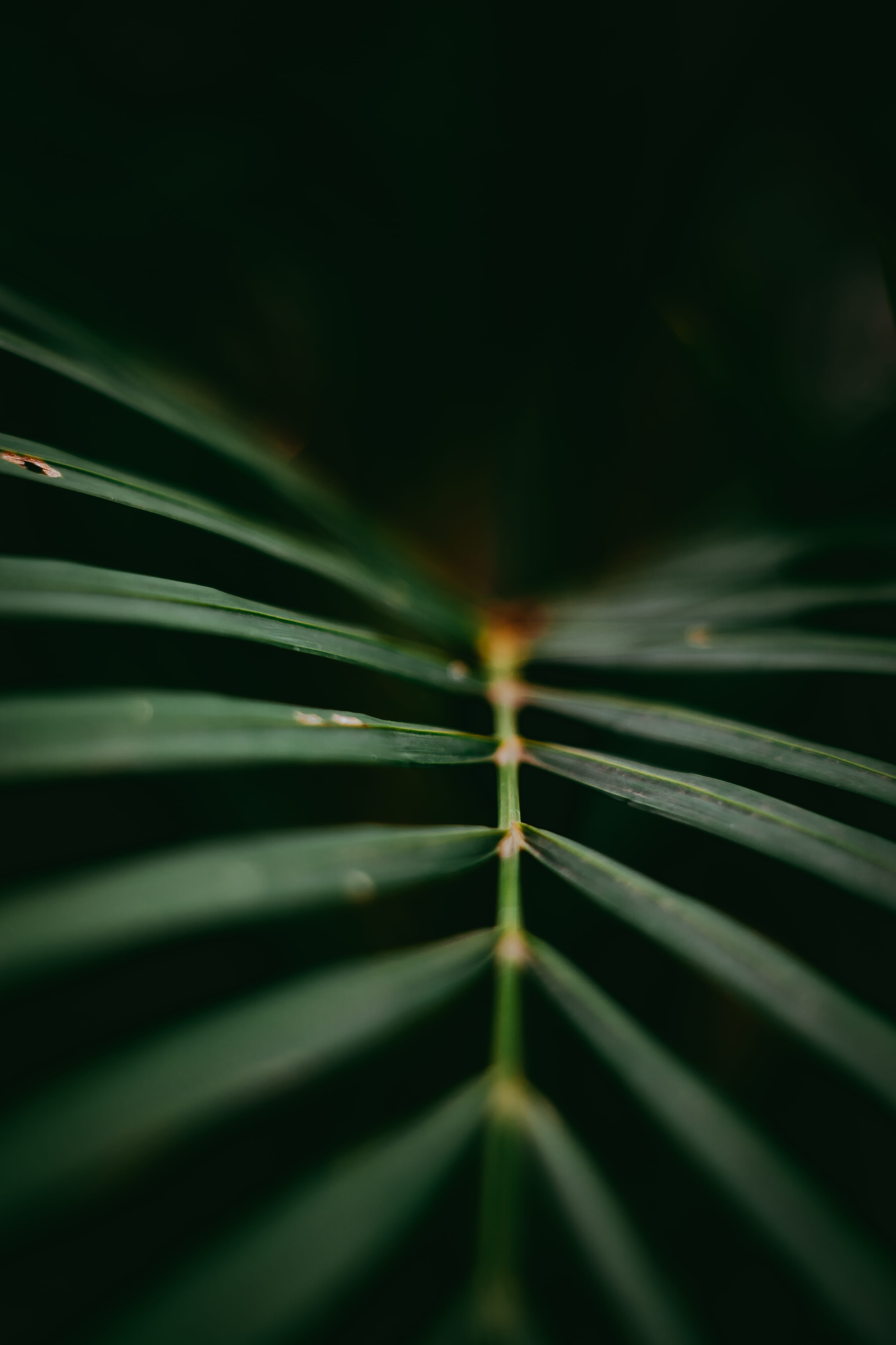 freshness, fir, outdoors, abies, 5K, palm leaf, bud, leaves, blade of grass, plant part, water, tranquility, plant, flower, sprout, tree, photography, Phone HD Wallpaper