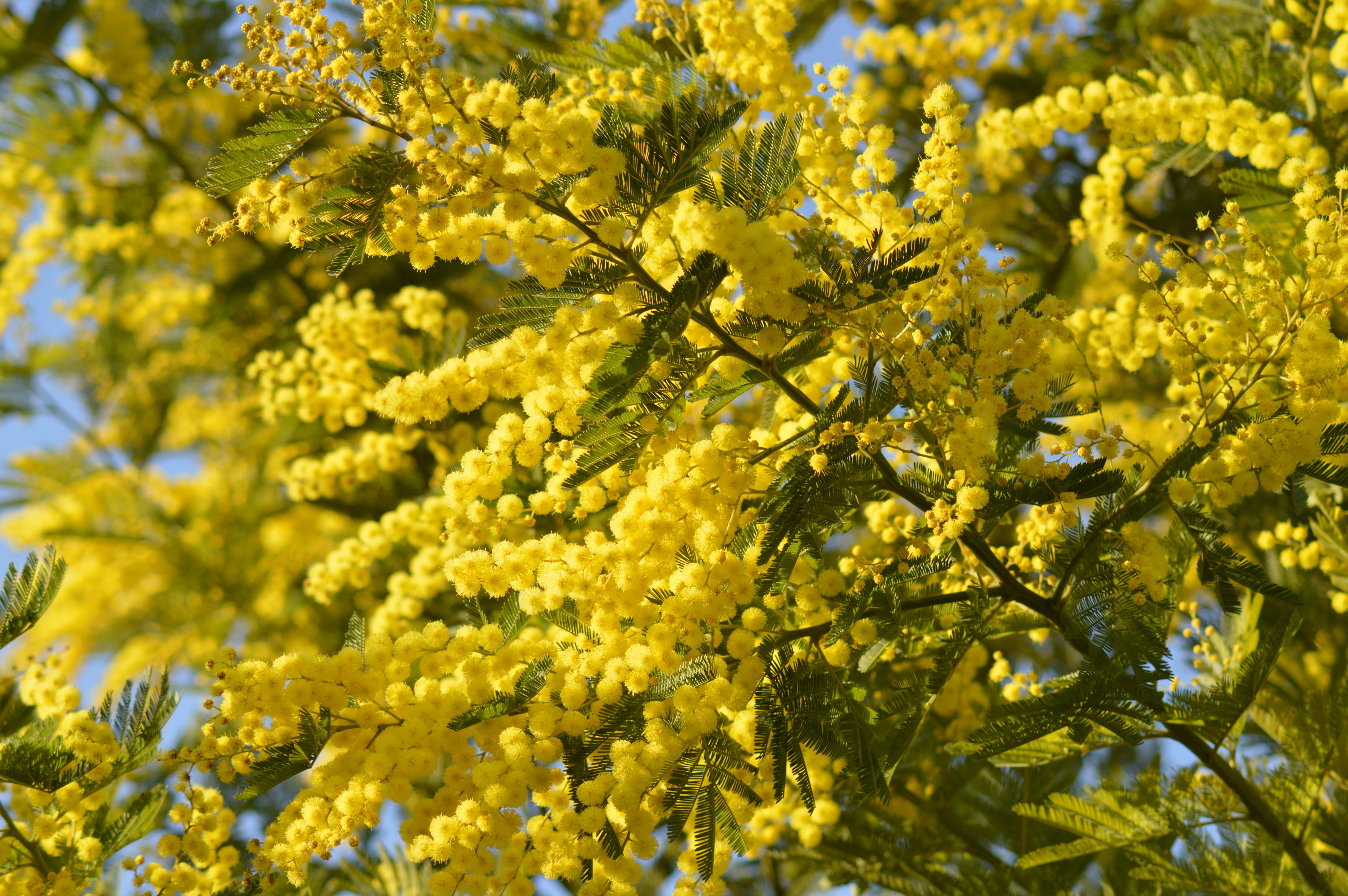 springtime, tree, 5K, provence, yellow flowers, freshness, nature, Yellow, vulnerability, growth, flowers, fragility, plant, selective focus, leaf, Mimosa, HD Wallpaper