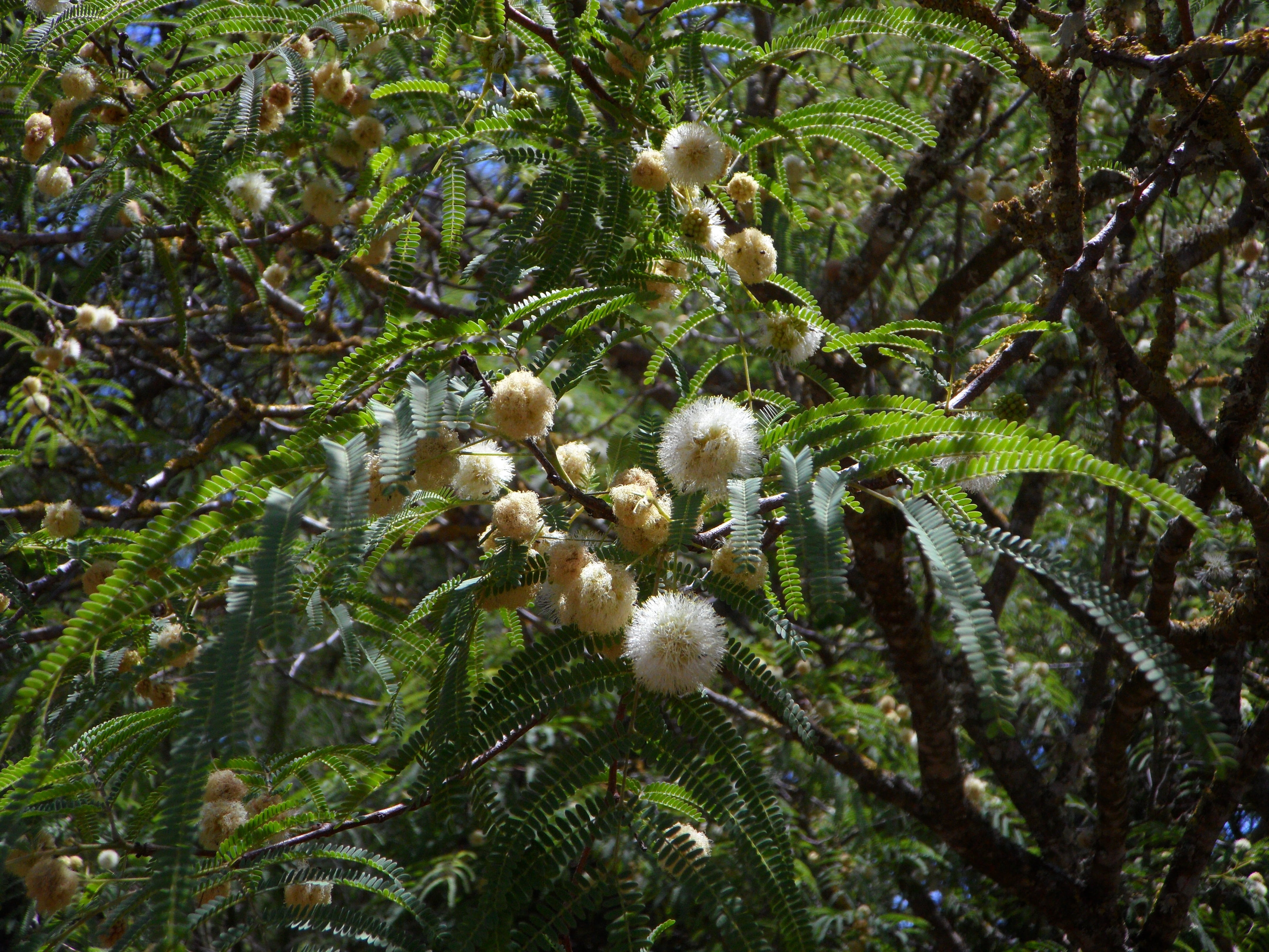 mimosa plant, land, bloom, plant, close-up, branch, green, tranquility, flowering plant, white, acacia leaves, tree, plant part, slender, vulnerability, HD Wallpaper