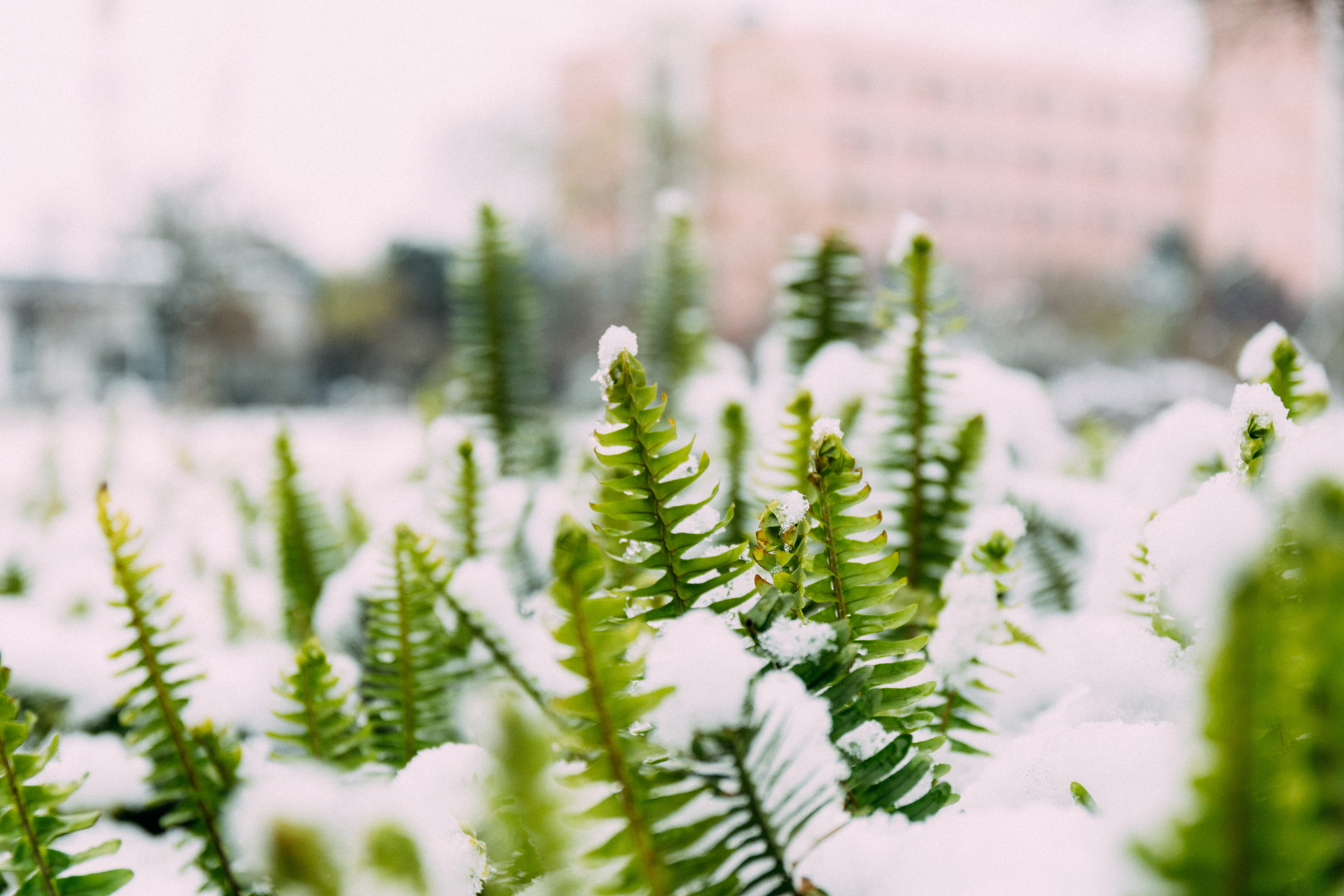 moss, tree, plant, planter, outdoors, nature, mimosa, pottery, potted plant, day, no people, green color, herbs, jar, leaf, covered, wood, snow, land, growth, HD Wallpaper