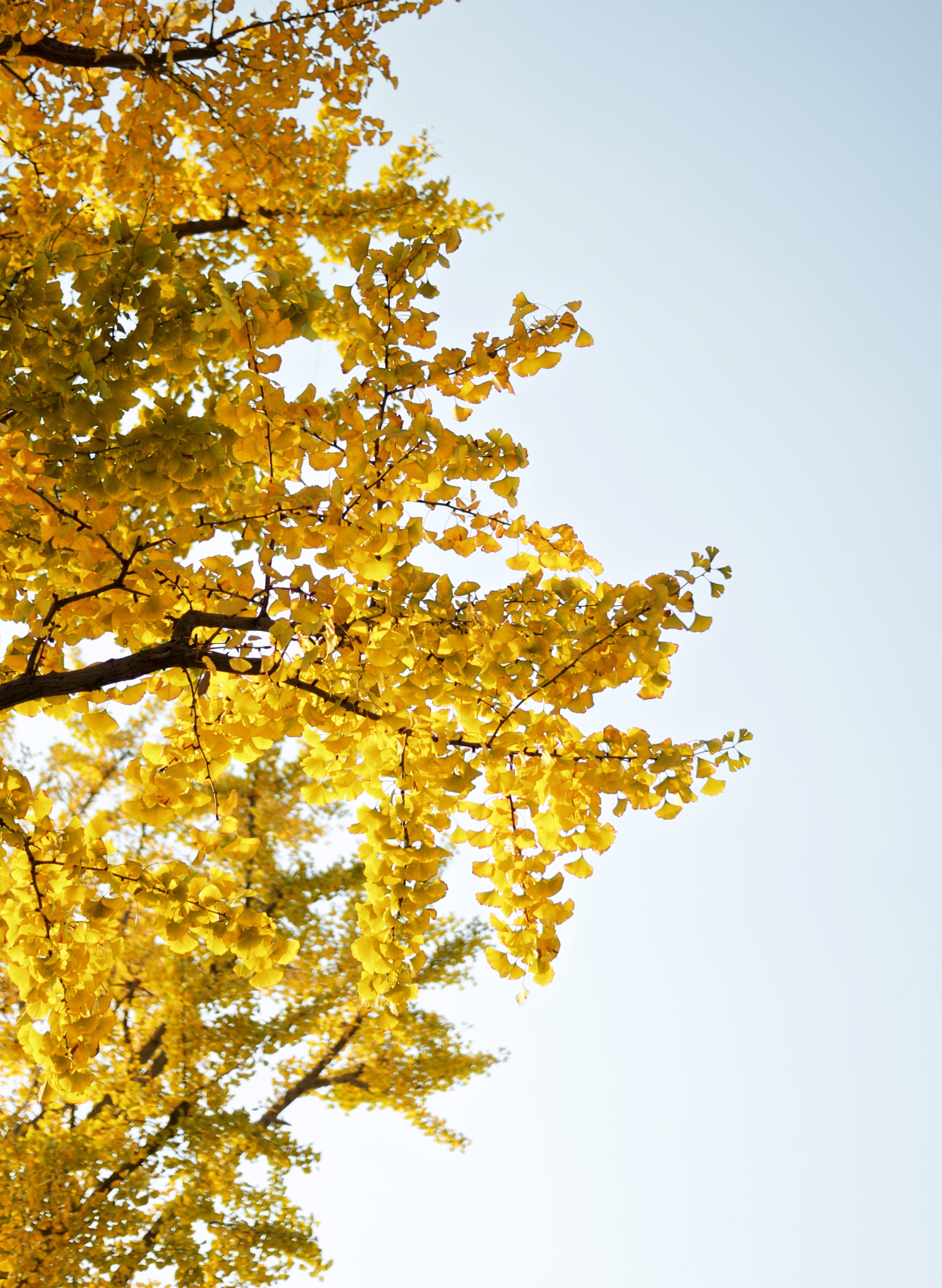 coat, freshness, day, birch, vegetation, oak, change, daytime, outdoors, plant part, nature, treetop, tree, pollen, mimosa, beauty in nature, flower, low angle view, Phone HD Wallpaper