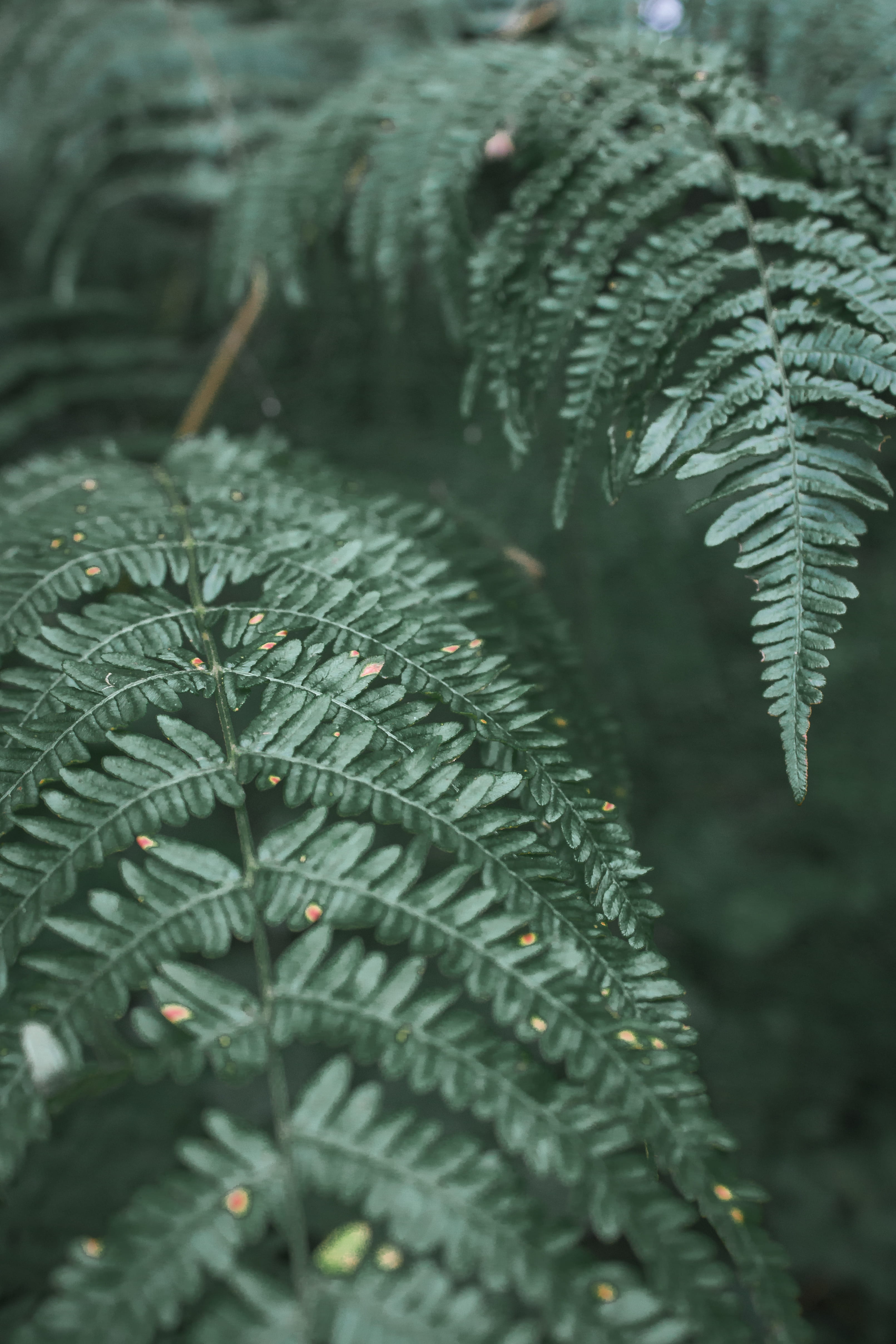 focus on foreground, croatia, 4K, pine tree, tranquility, droplet, abies, plant, leaves, outdoors, conifer, wet, selective focus, pollen, beauty in nature, Phone HD Wallpaper