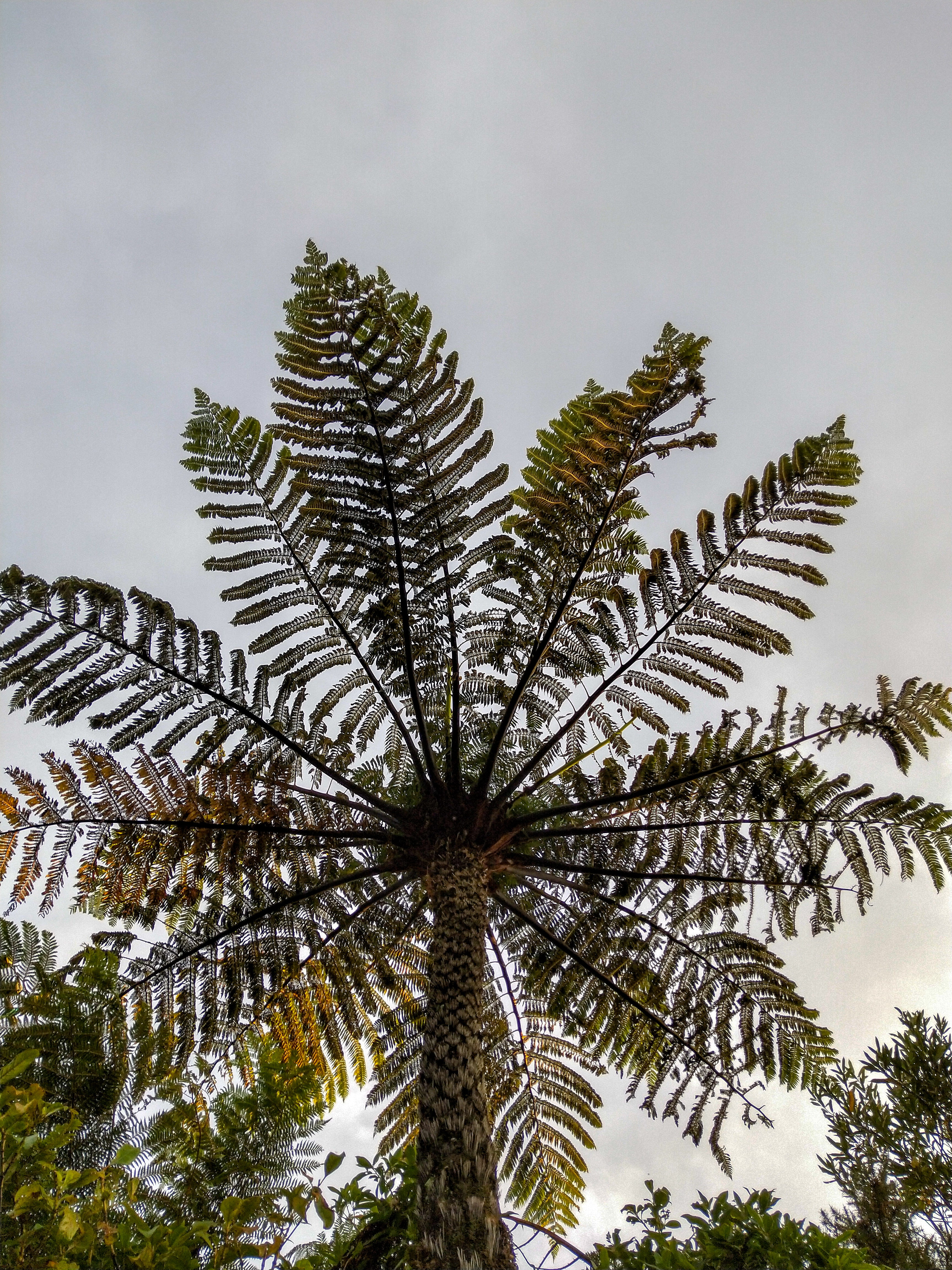 tree, coniferous tree, sky, trunk, nature, tree trunk, tropical tree, palm leaf, arecaceae, tranquility, outdoors, conifer, bush, mimosa, flare, green, Phone HD Wallpaper