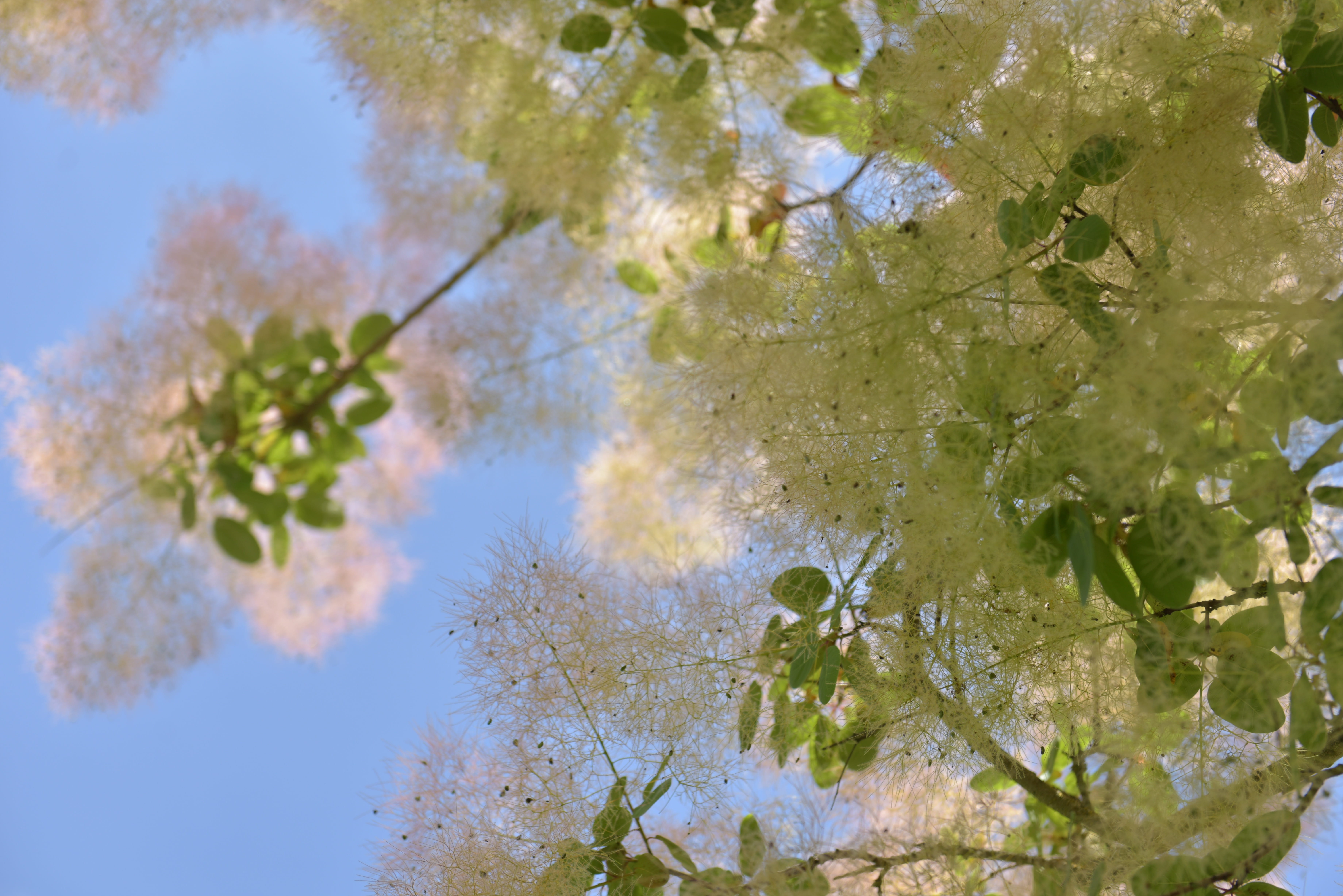 green color, cherry blossom, low angle view, leaf, campus, tree, apparel, mimosa, conifer, day, plant part, flare, directly below, birch, flowering plant, HD Wallpaper