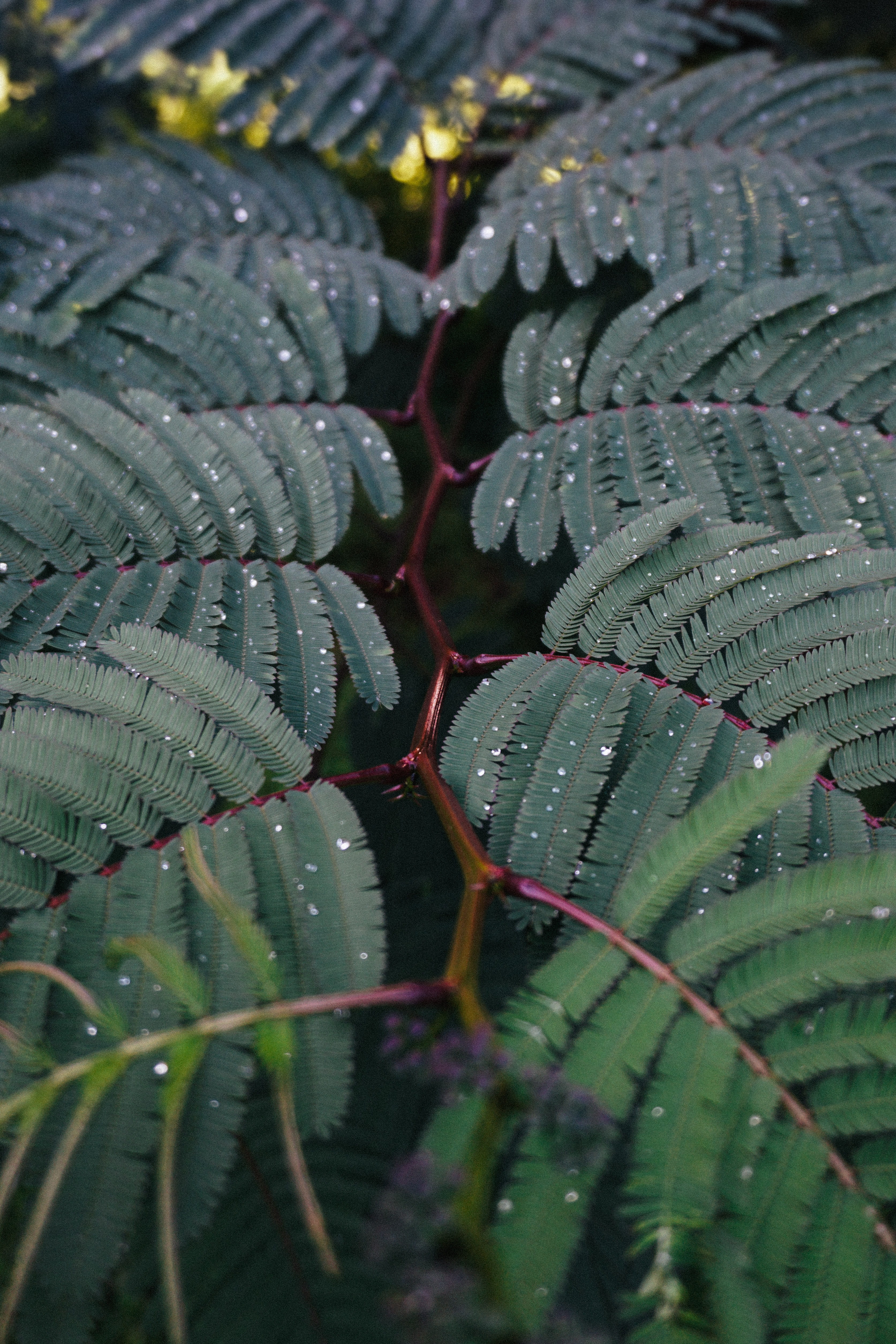 mimosa, 4K, lace, full frame, growth, green, vegetation, freshness, plant, bali, wet, raindrop, water drop, water, natural pattern, pattern, greenery, Phone HD Wallpaper