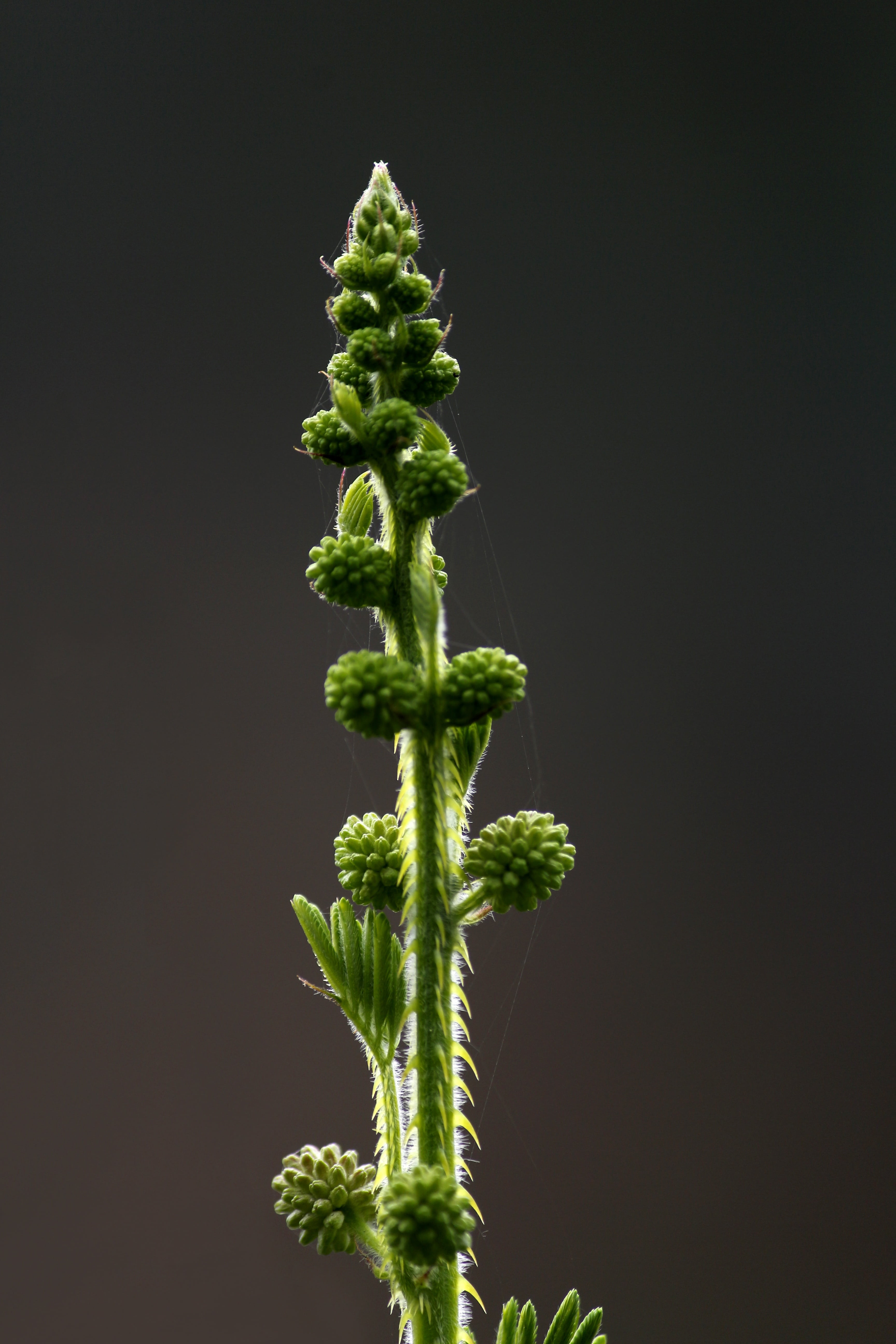 outdoor, bloom, sensitive, organic, no people, mimosa, sleepy plant, pudica, healthy eating, food, blooming, vegetarian food, green color, close-up, cut out, Phone HD Wallpaper