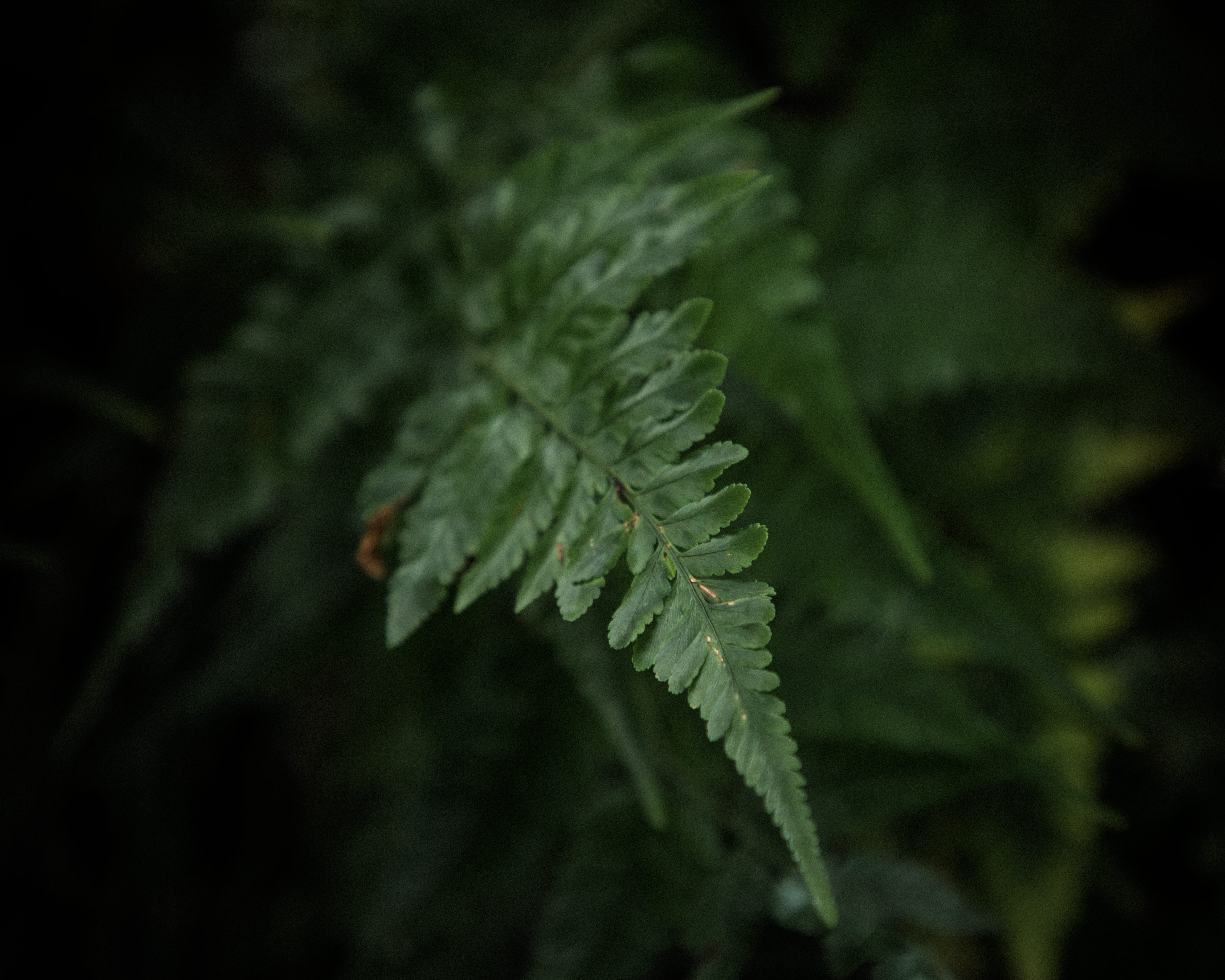 healthcare and medicine, natural pattern, plants, abies, moss, plant, plant part, trees, 5K, nature, fir, day, coniferous tree, travel, conifer, fern, HD Wallpaper