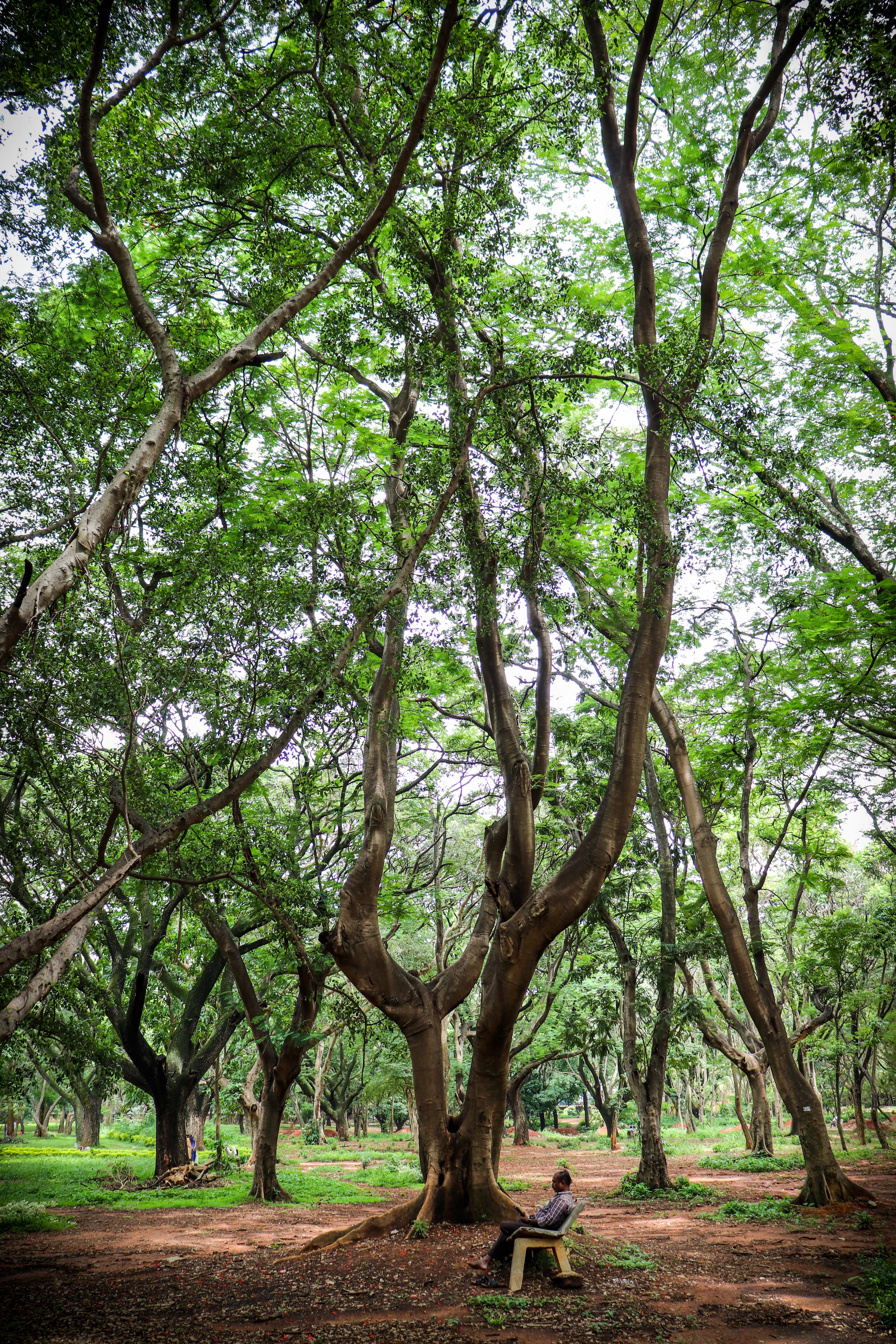 growth, outdoors, bench, trunk, land, nature, seat, bengaluru, no people, green color, india, tranquility, park, environment, tree trunk, 5K, tranquil scene, Phone HD Wallpaper