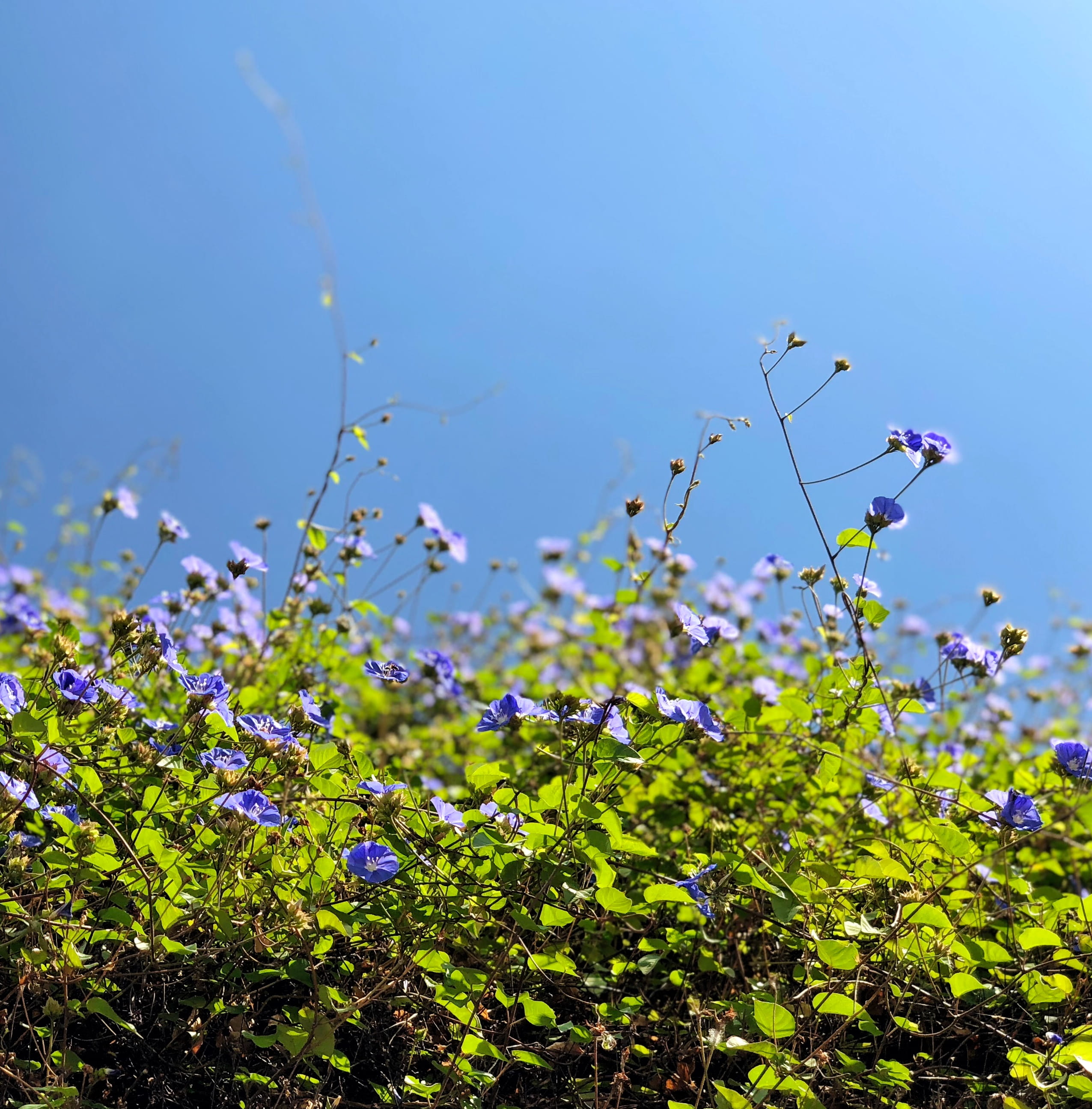 focus on foreground, day, nature, sunlight, green, outdoors, flower head, purple, beauty in nature, bengaluru, flowering plant, potrait, plant, freshness, Phone HD Wallpaper
