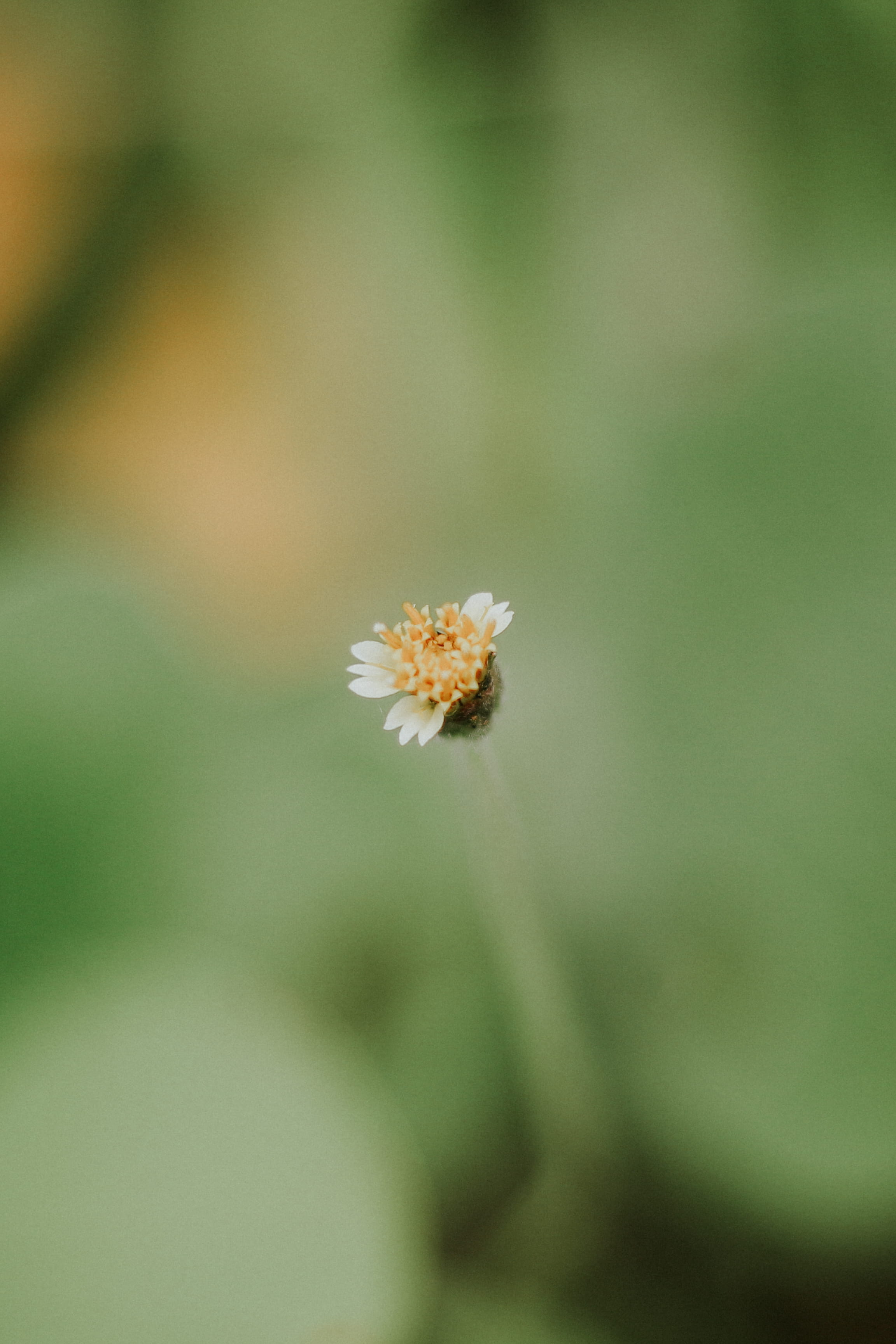 fragility, no people, warm, petal, garden, close-up, white color, freshness, colorful, 2K, color, day, plant, flower, pollen, nature, vulnerability, focus on foreground, Phone HD Wallpaper
