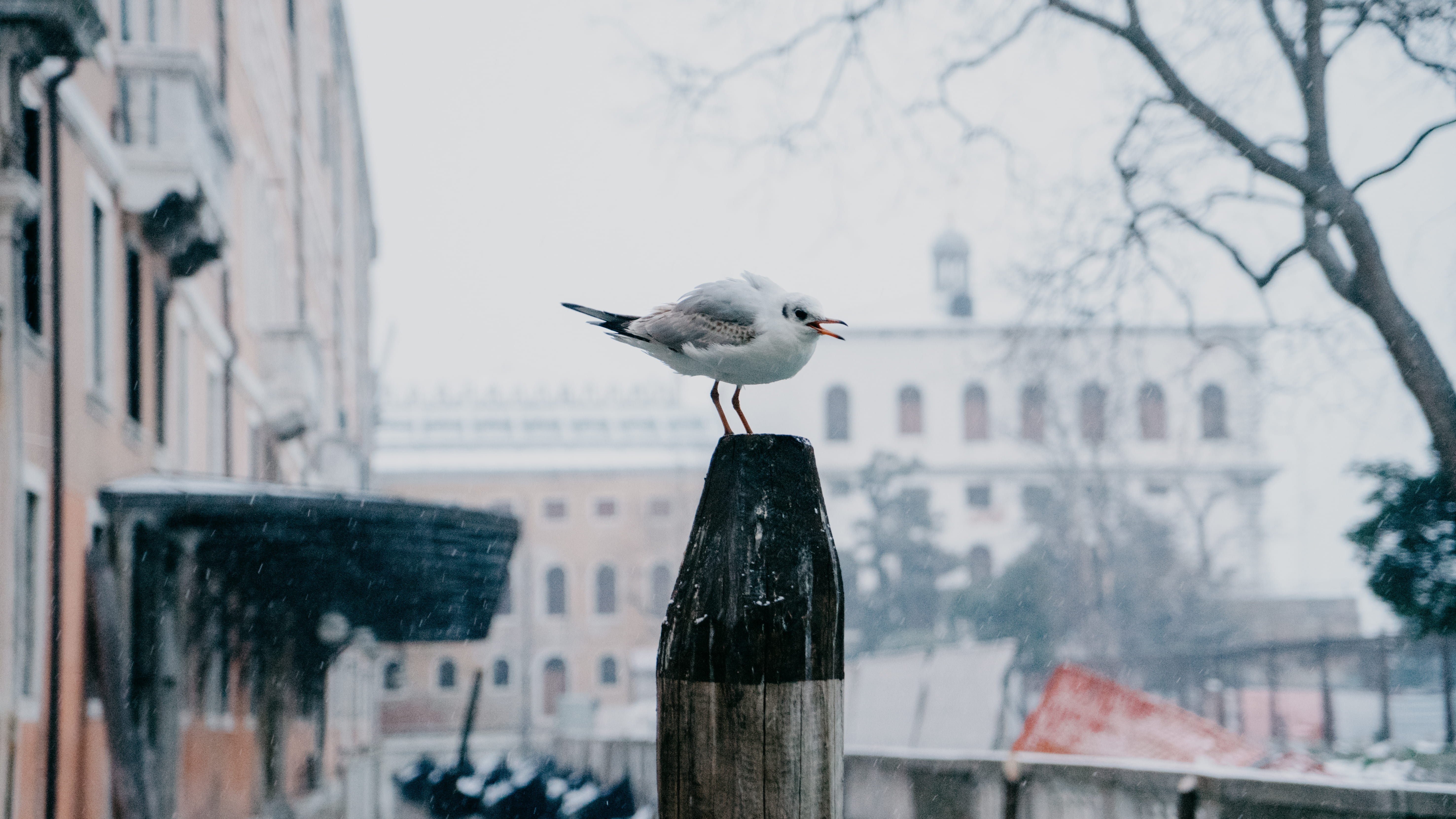 close-up, architecture, post, focus on foreground, potrait, background, animal themes, one animal, outdoors, 5K, animals in the wild, wooden post, day, HD Wallpaper