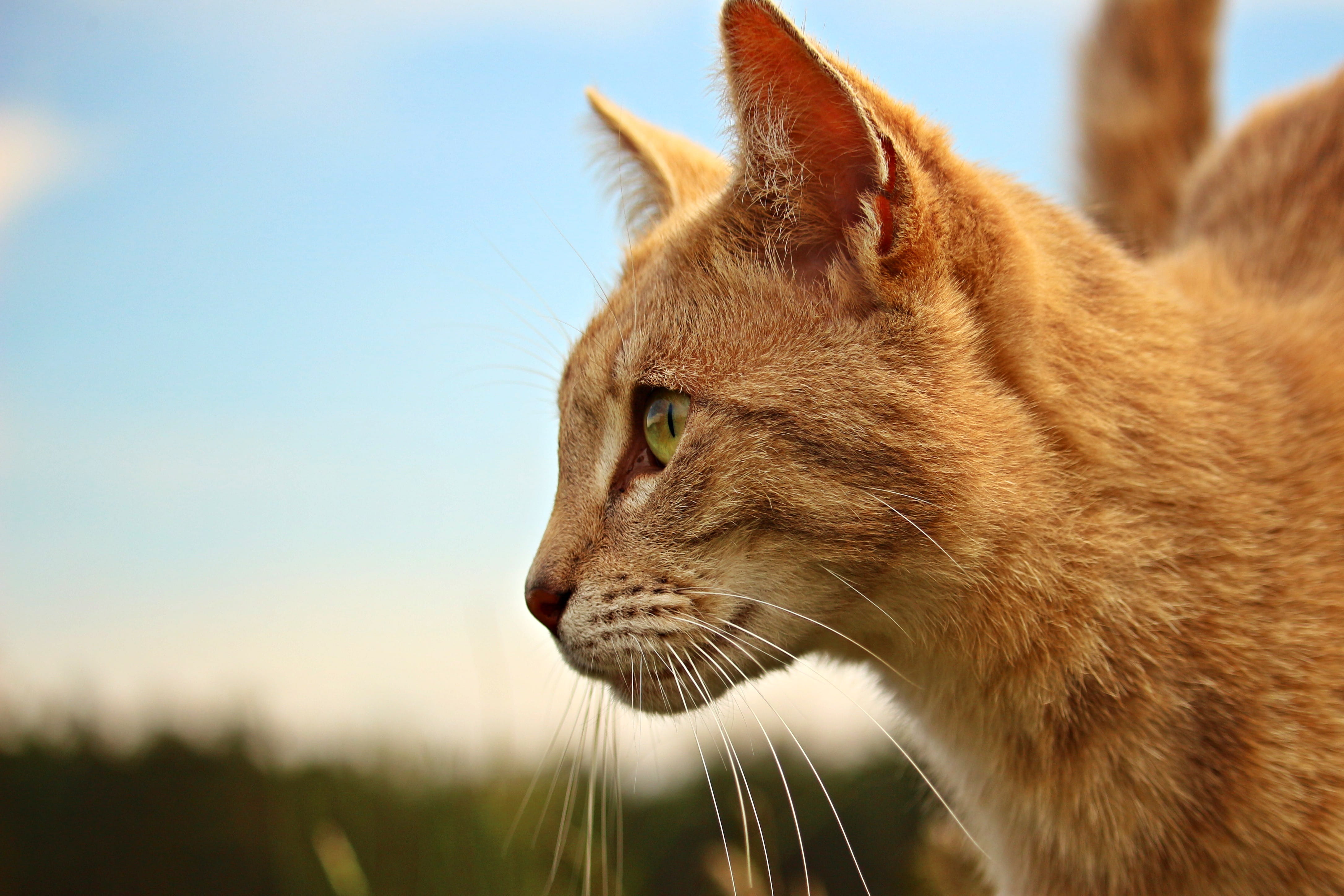nature, looking away, no people, 4K, one animal, vertebrate, animal head, animal body part, animal eye, close-up, mieze, mammal, sky, ginger cat, cat, HD Wallpaper