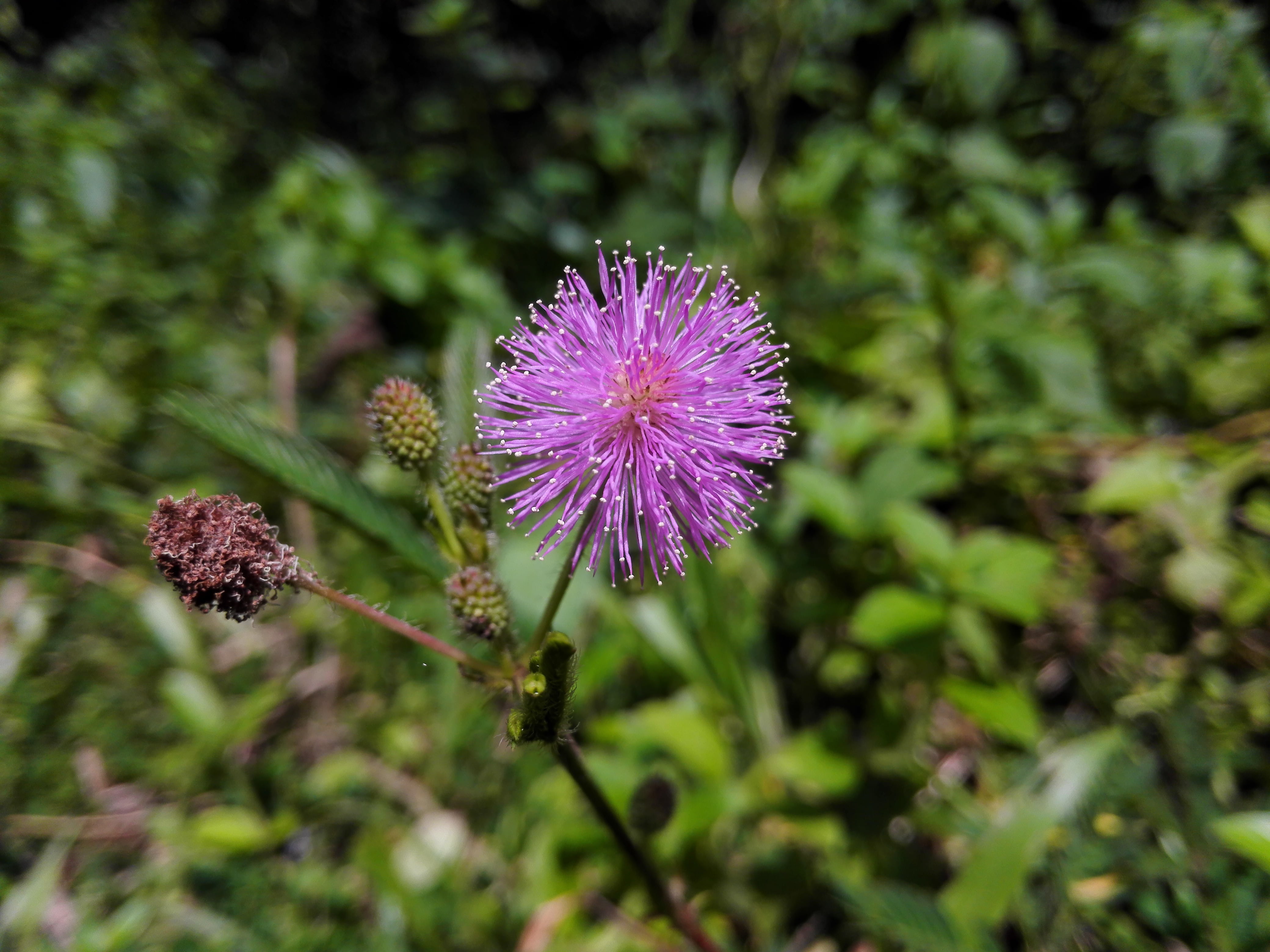 nature, flower head, green color, close-up, flowering plant, no people, outdoors, growth, thistle, shameplant, leaf, focus on foreground, vulnerability, HD Wallpaper