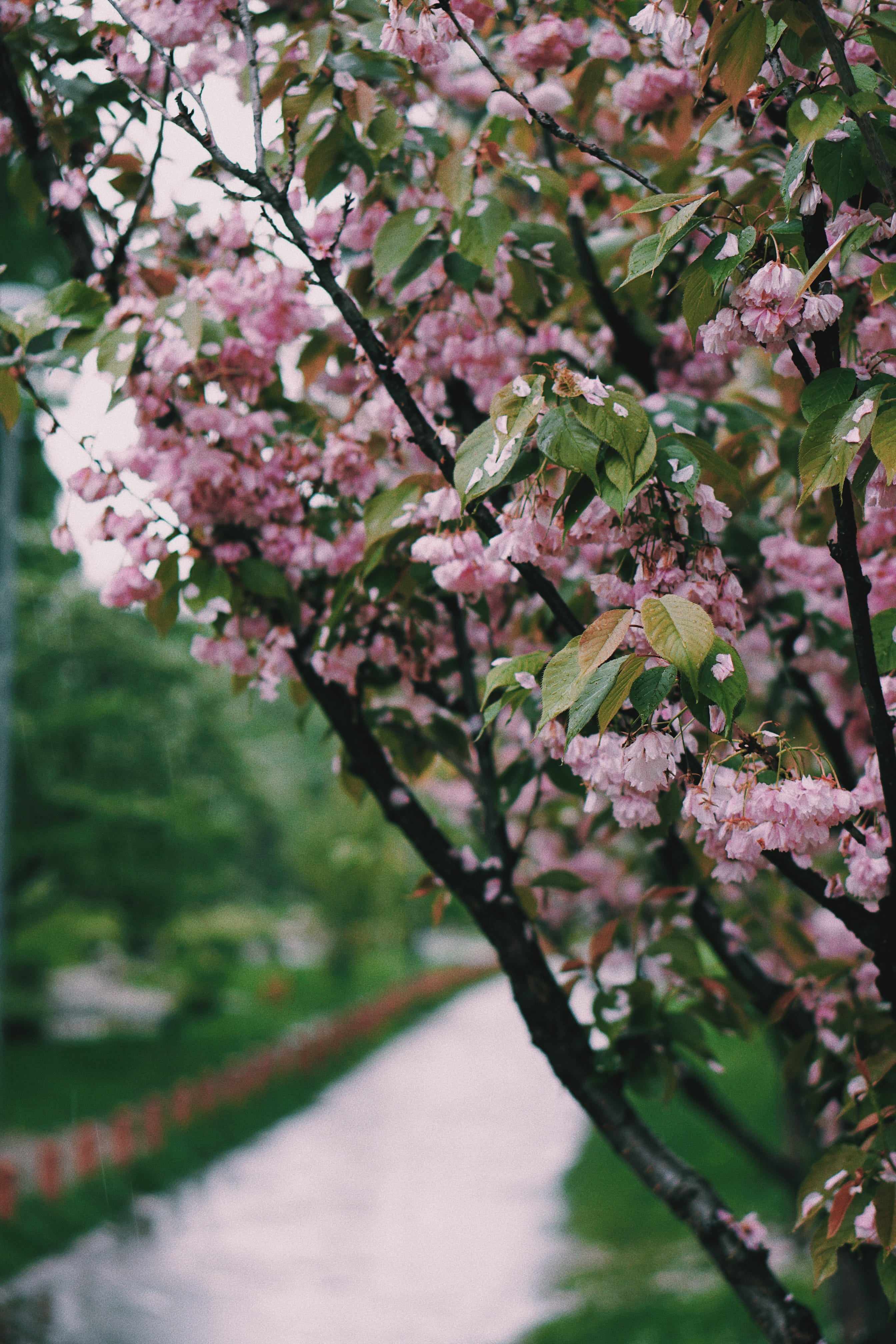 pink color, japanese, mimosa, kyoto park, spring, petal, slope, fragility, focus on foreground, cherry blossom, no people, blossom, cherry, sakura, iphone wallapaper, Phone HD Wallpaper
